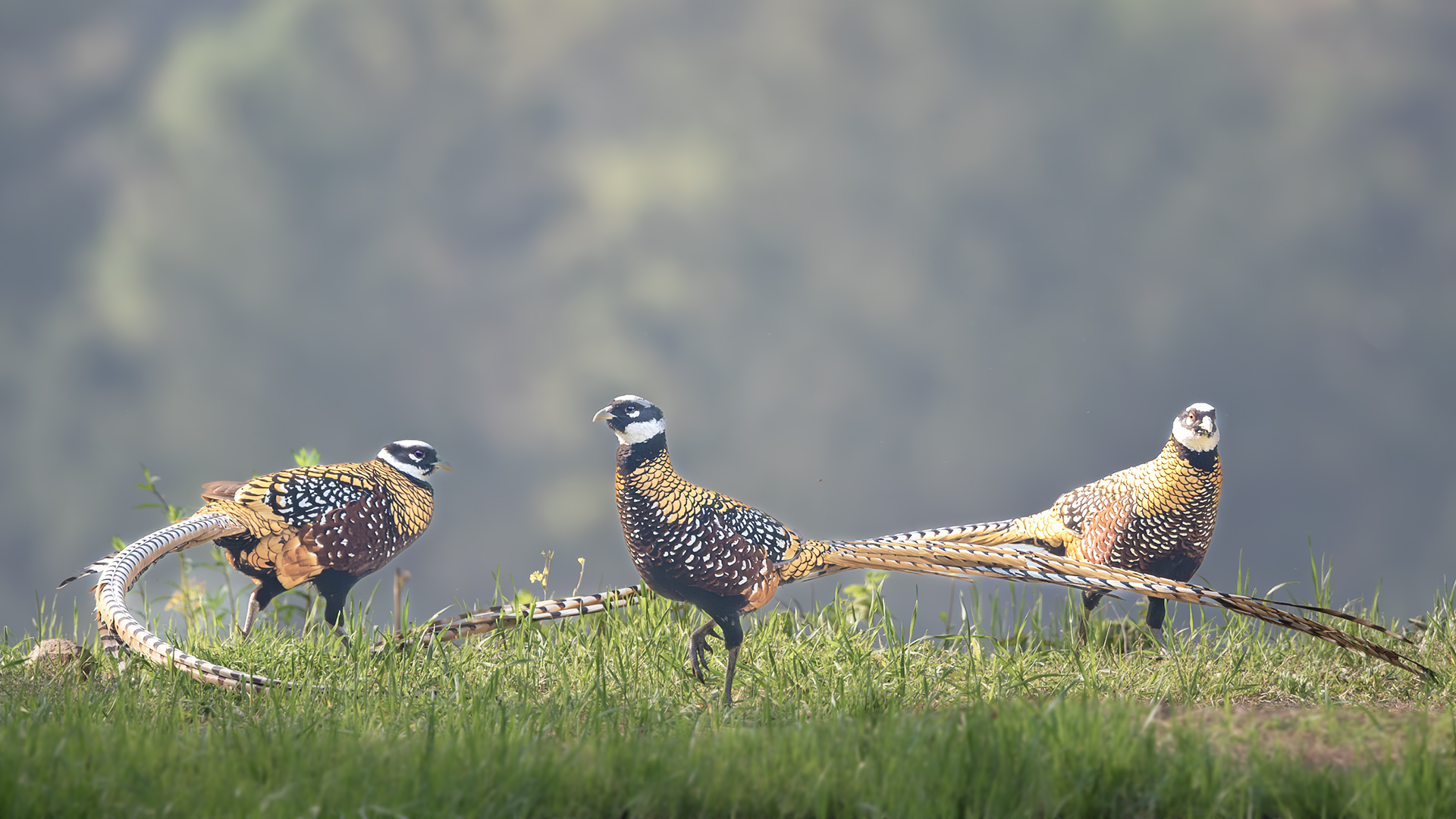 DSC_1917-����ǿ-NR ͼ27.jpg