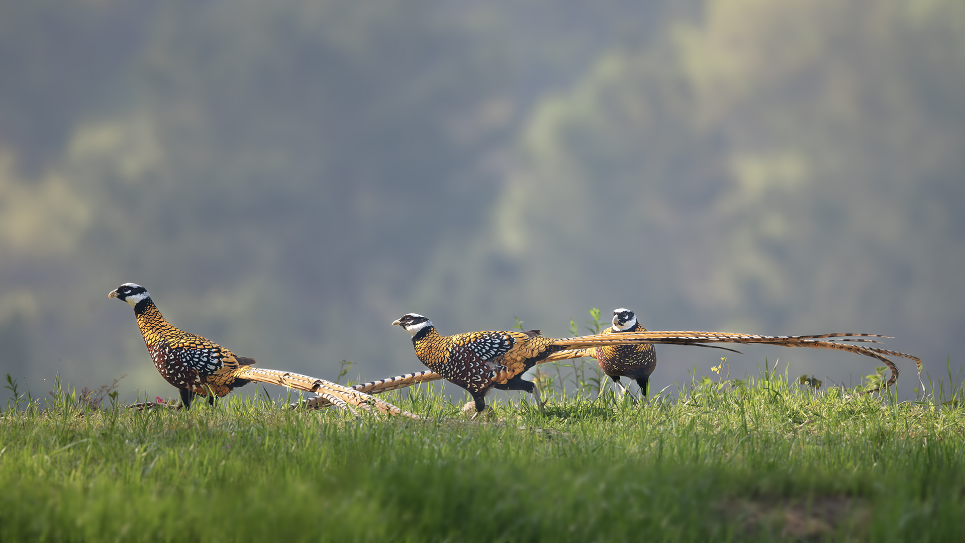 DSC_1945-����ǿ-NR ͼ28.jpg