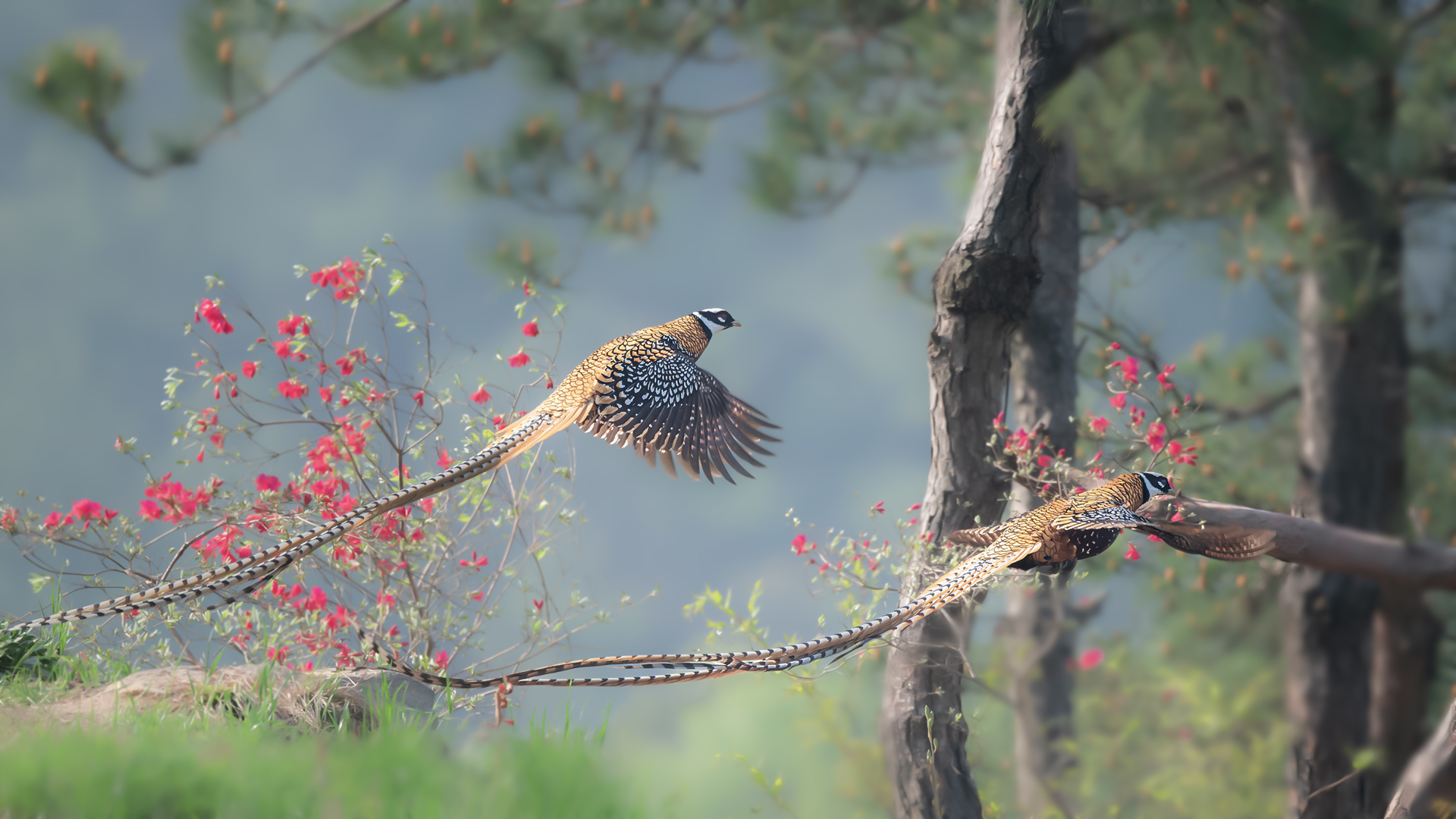 DSC_2570-����ǿ-NR ͼ30.jpg