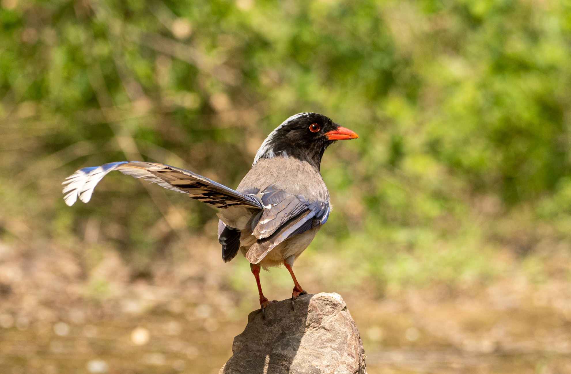 DSC_0416.jpg