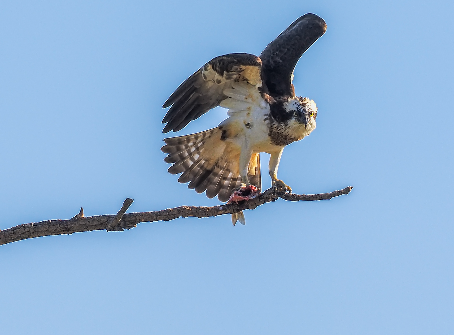 P4070675-PS.jpg����.jpg