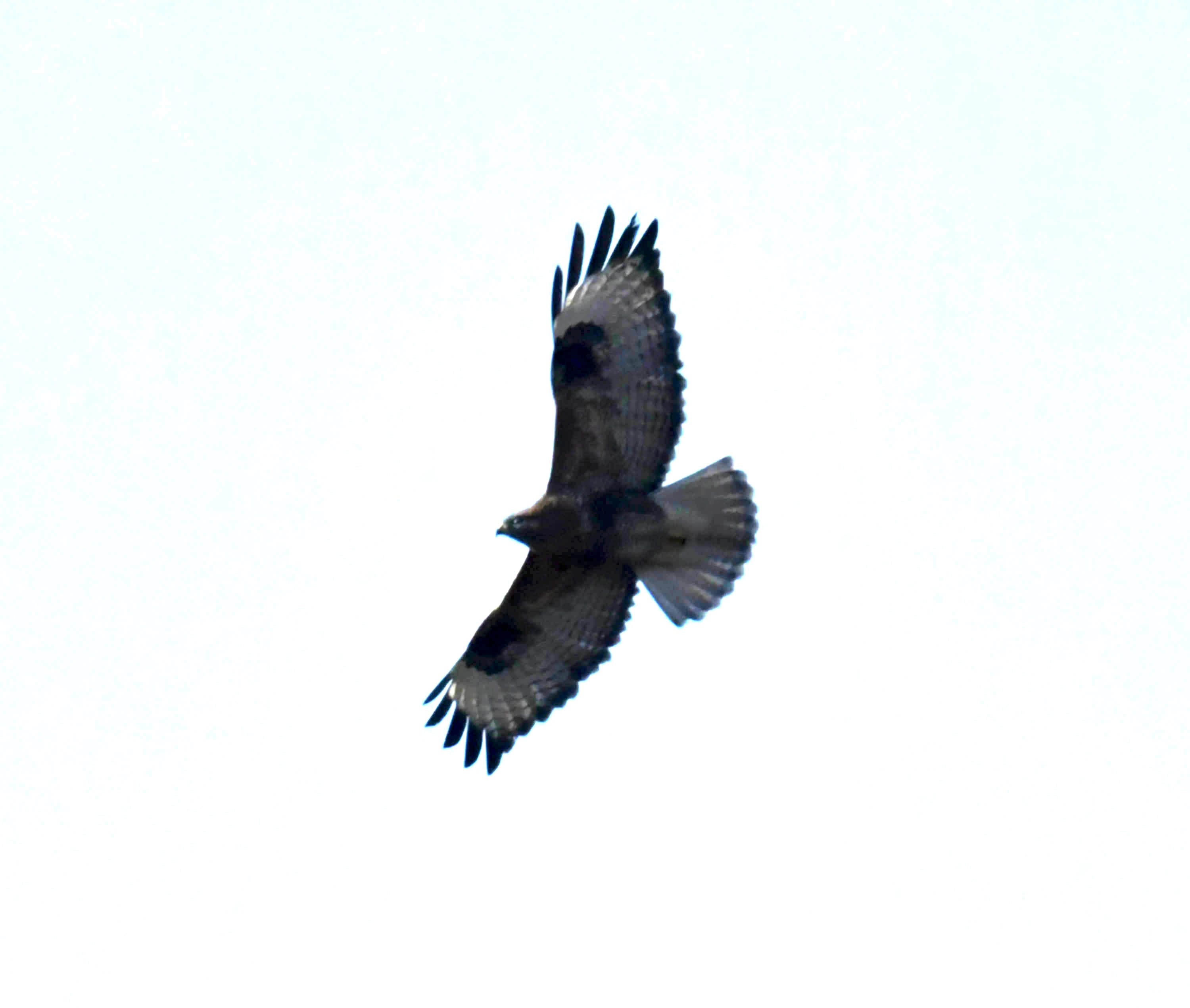 DSC_0884.JPG