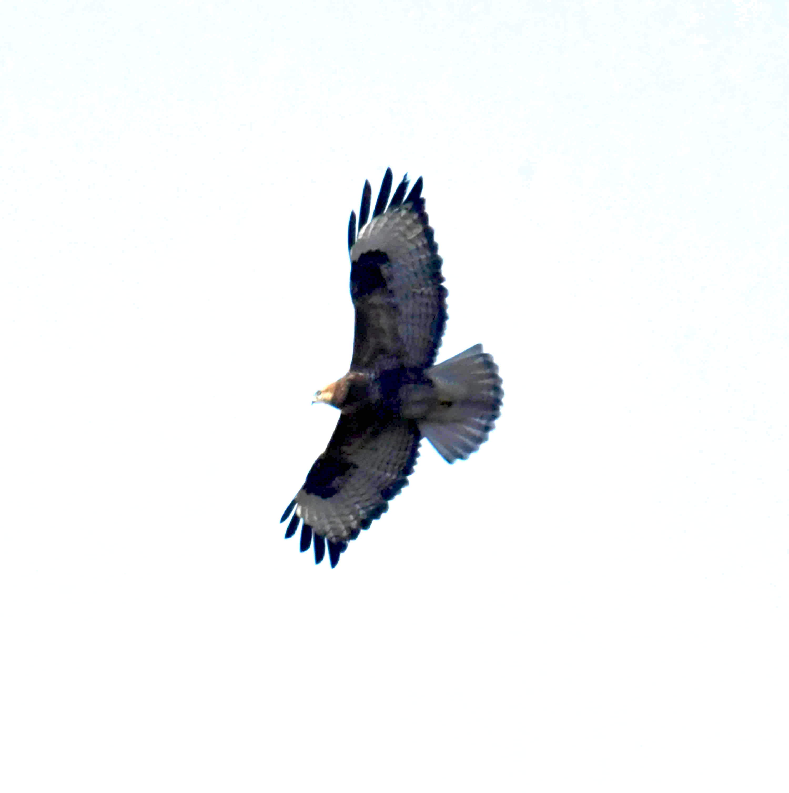 DSC_0885.JPG