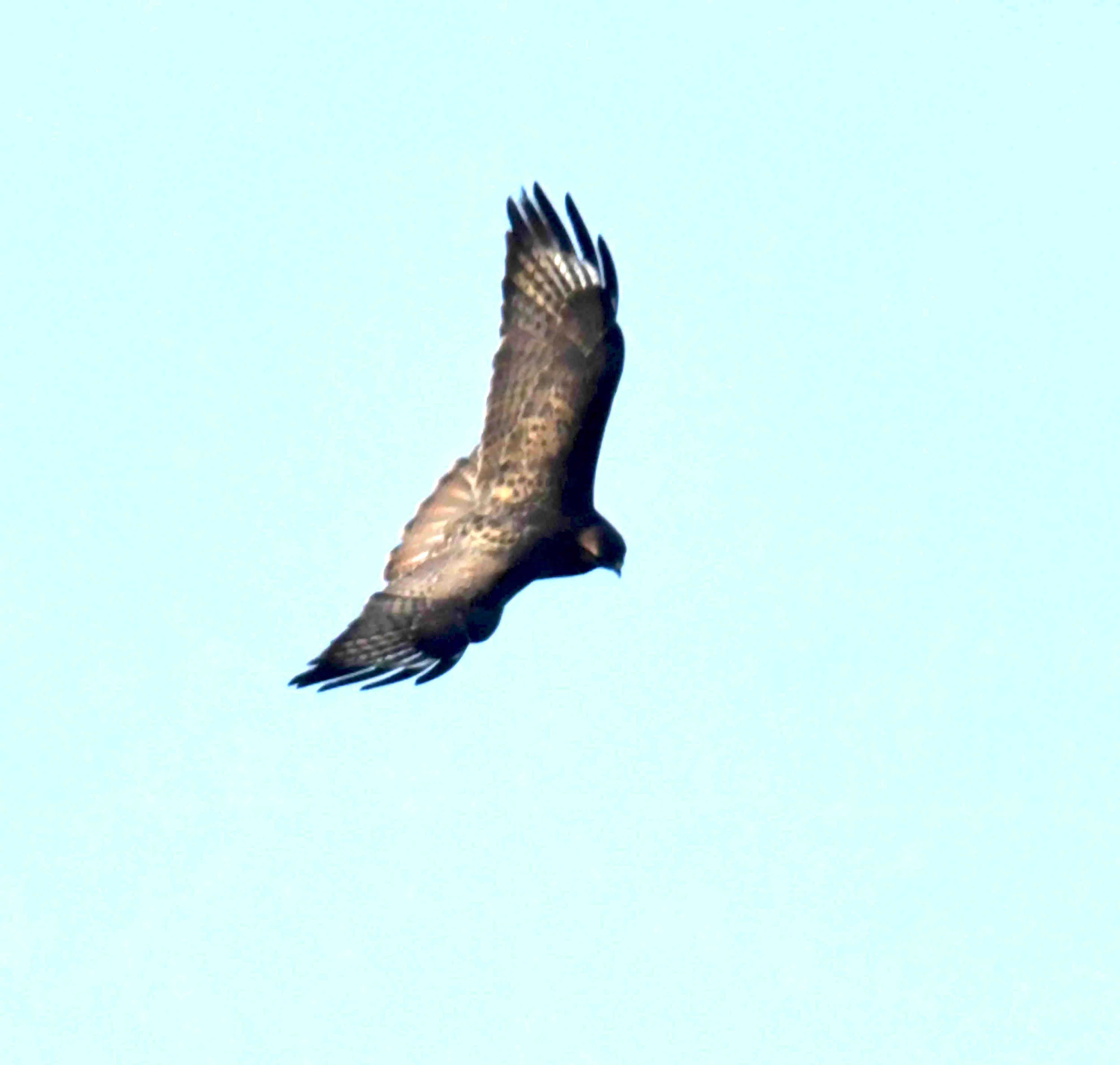 DSC_0901.JPG