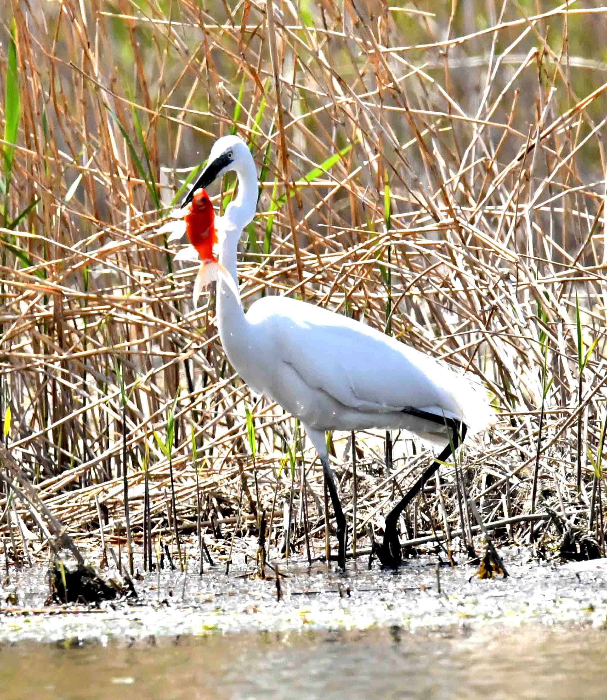 DSC_7027.JPG