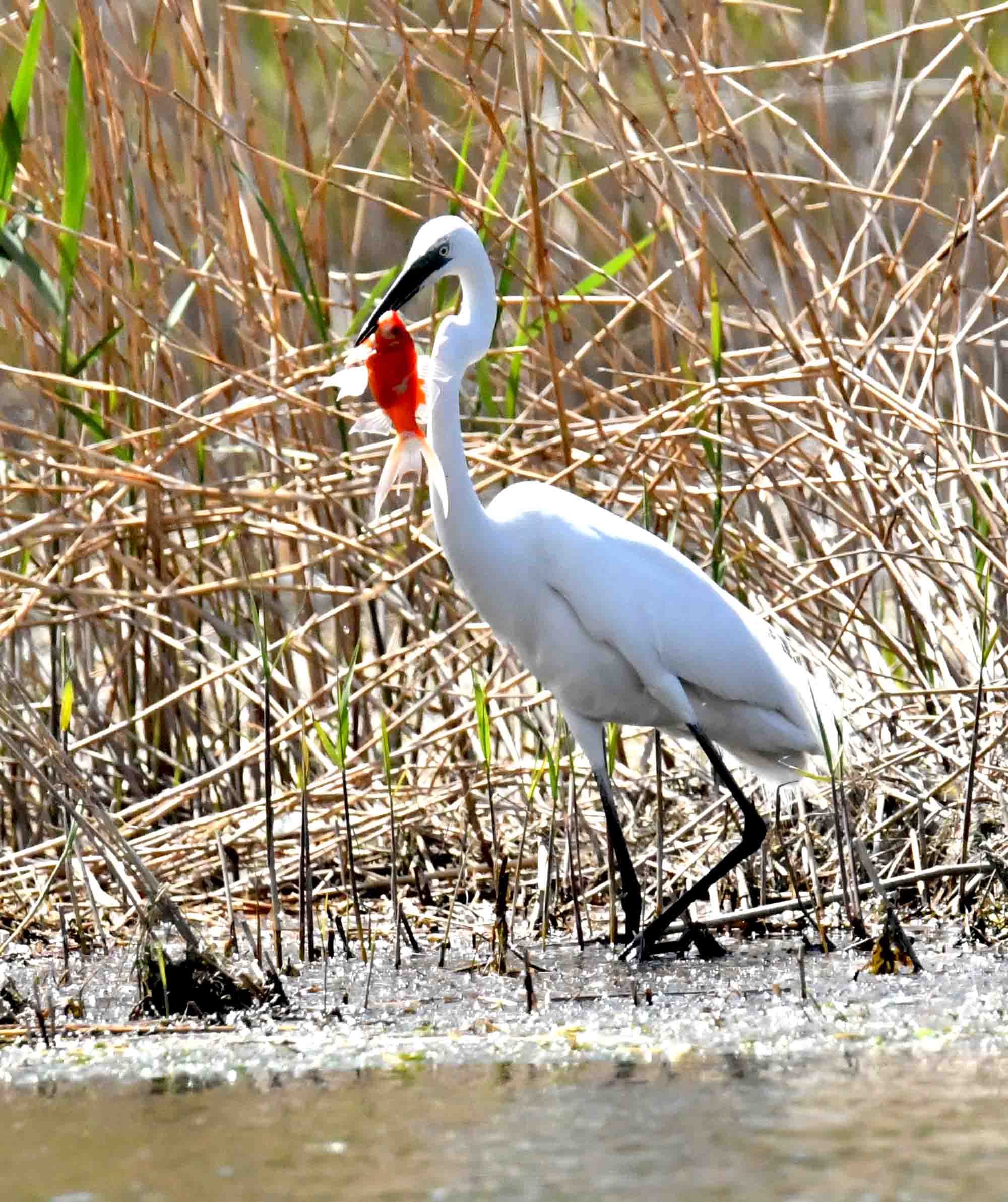 DSC_7029.JPG