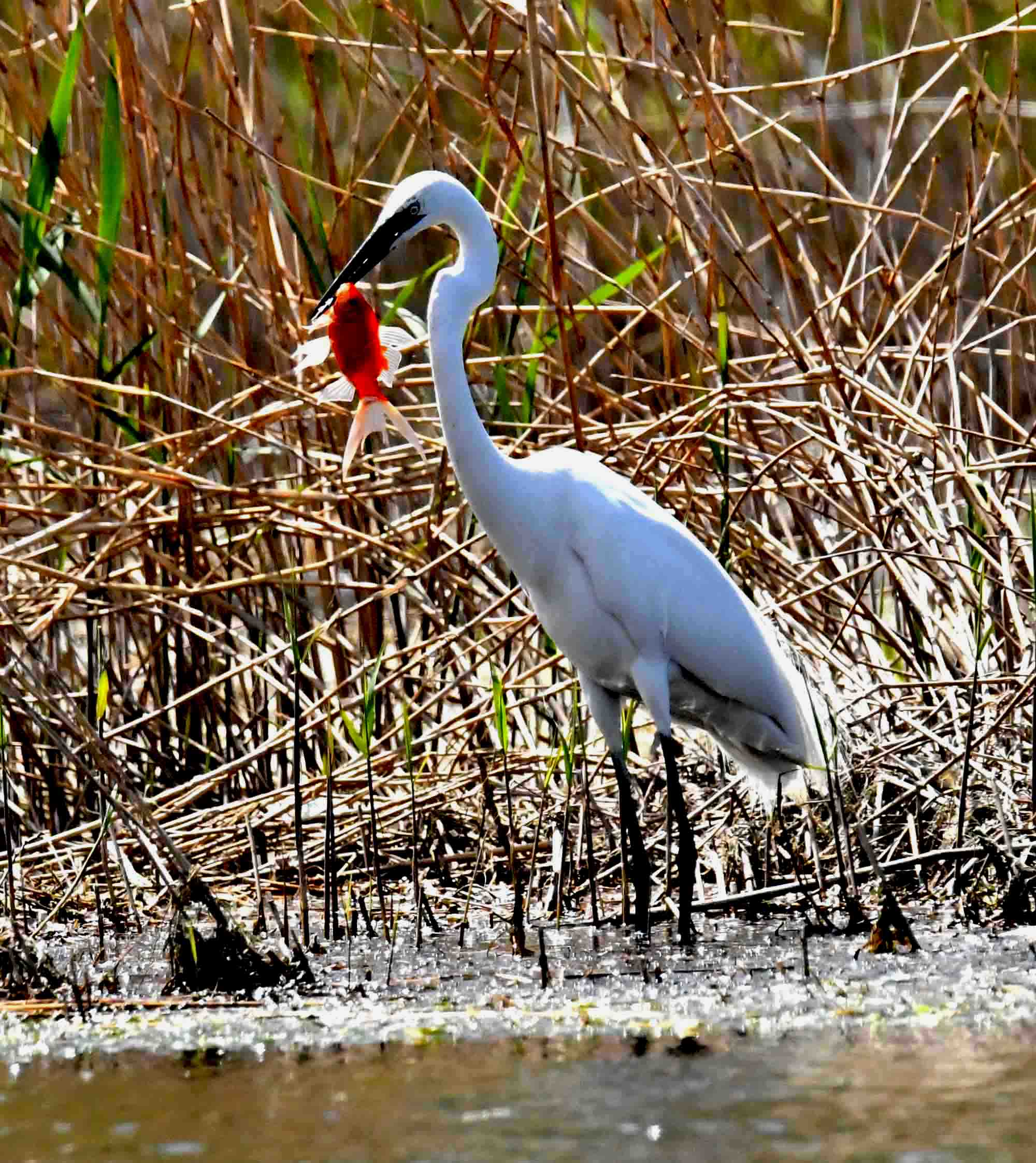 DSC_7034.JPG