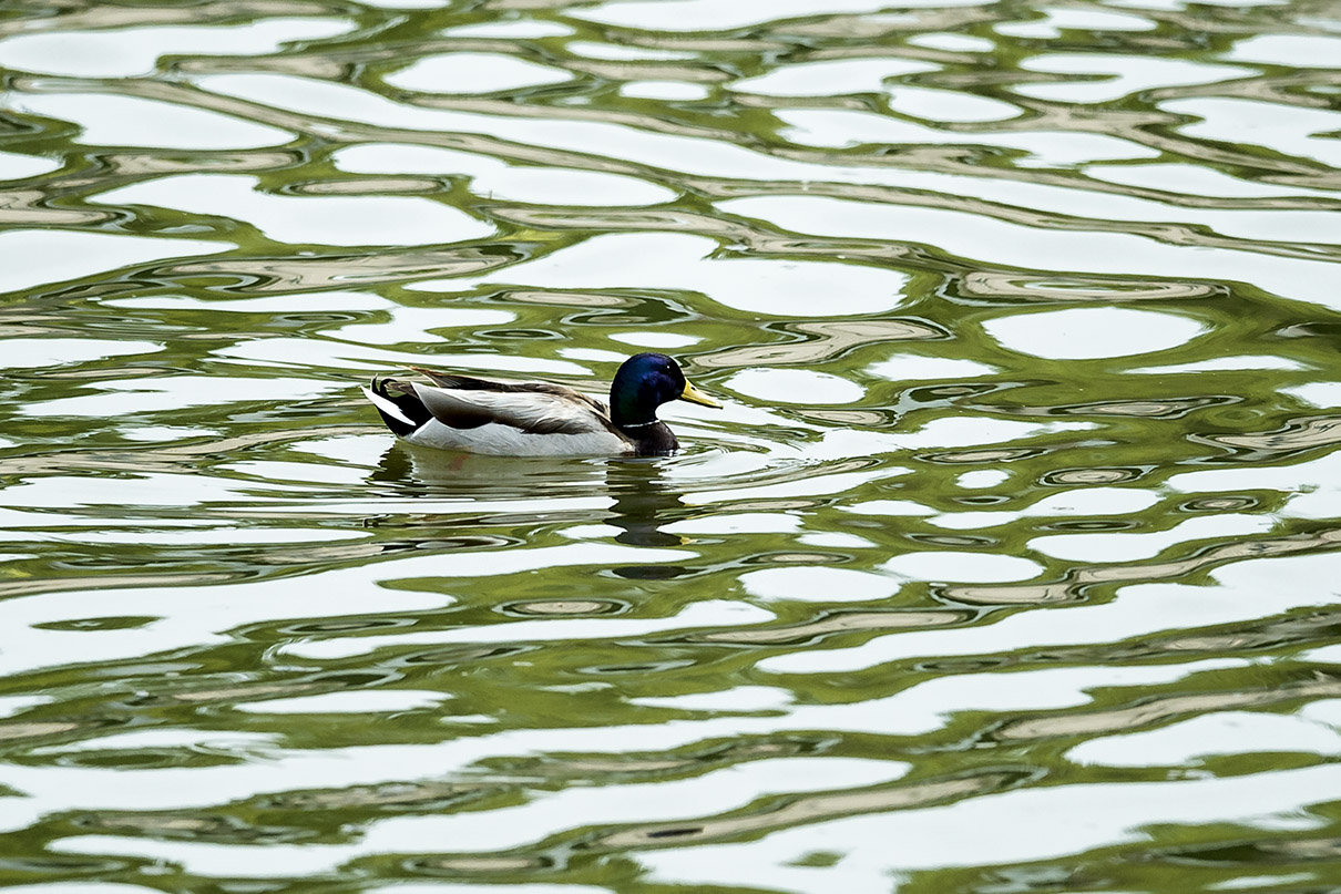 _DSC9902.jpg
