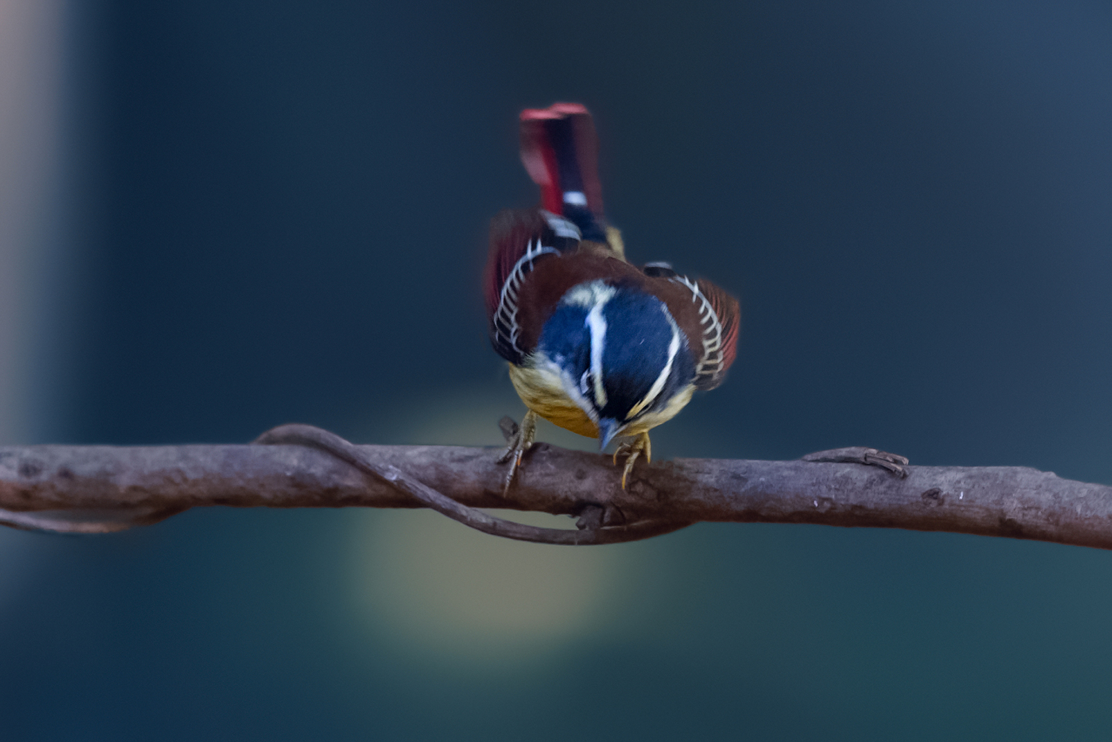 DSC_8071_DxOa.jpg