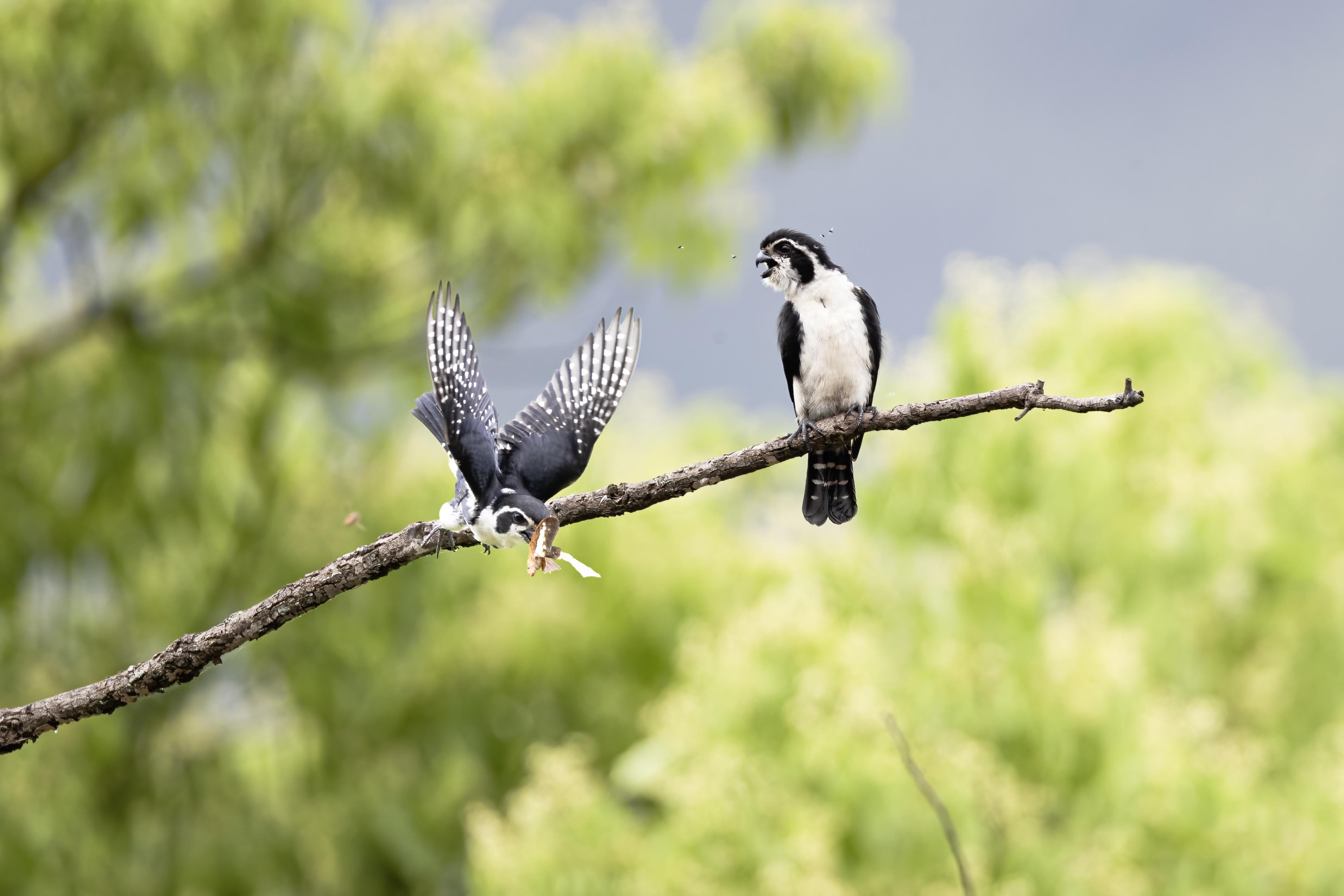 ����С��