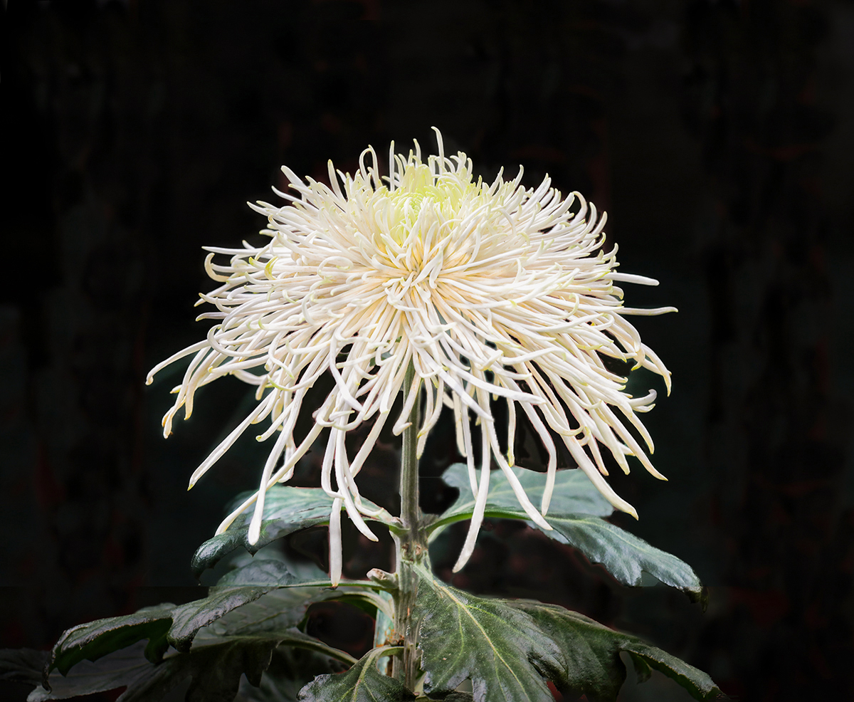 00101583aIMG_6021 ǧ˿���� 1000k.jpg