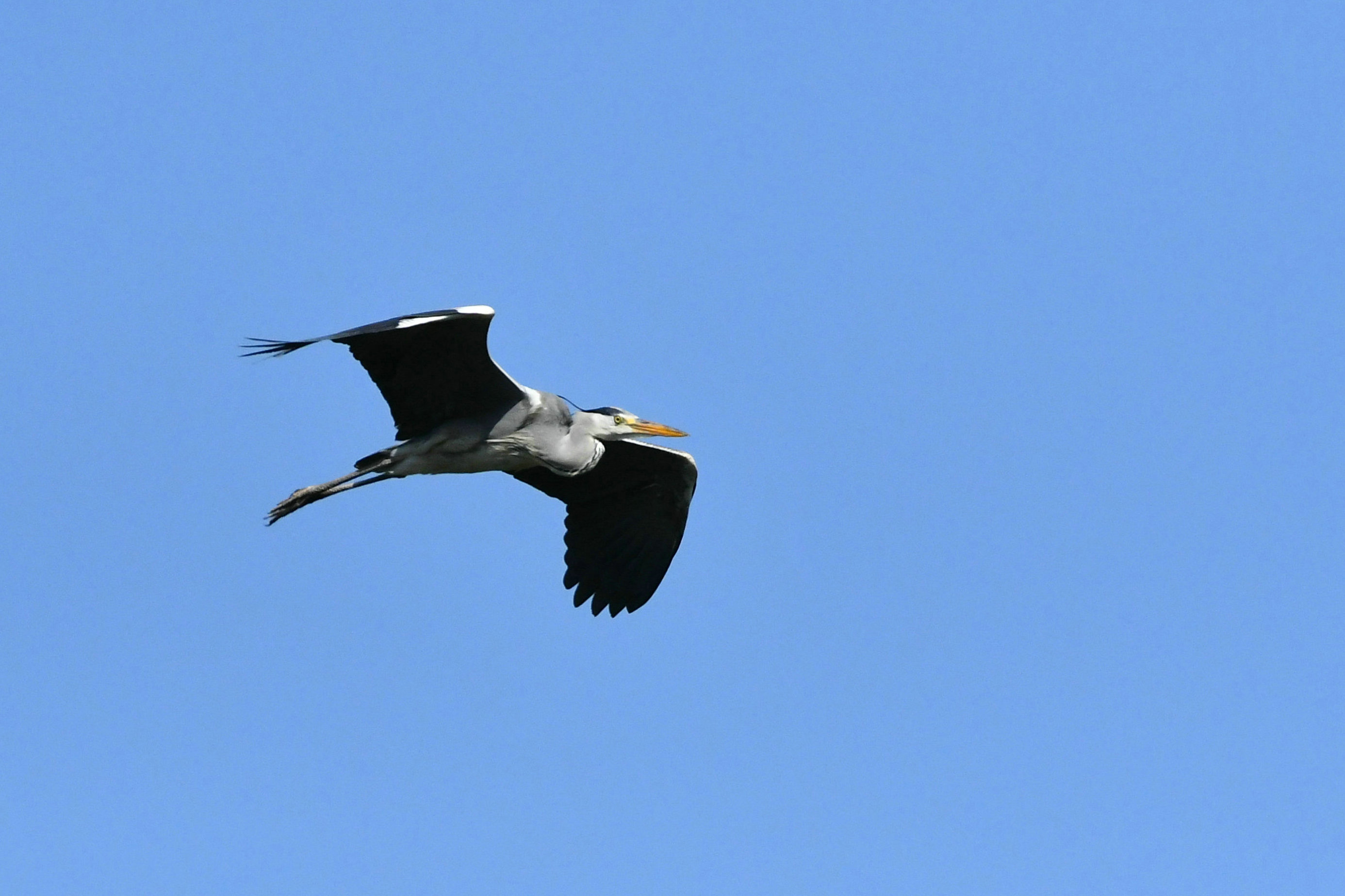 DSC_6568.JPG