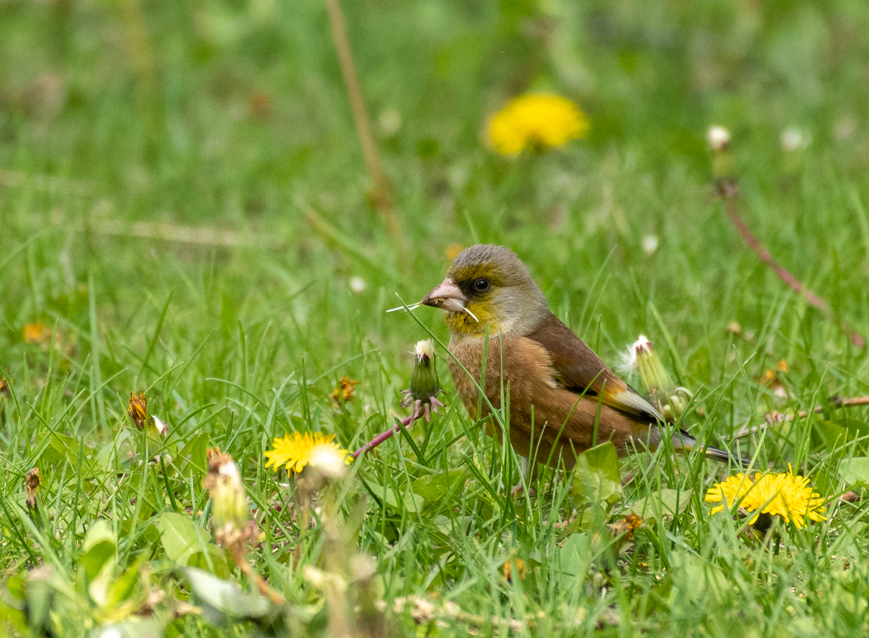 DSC_8937.jpg