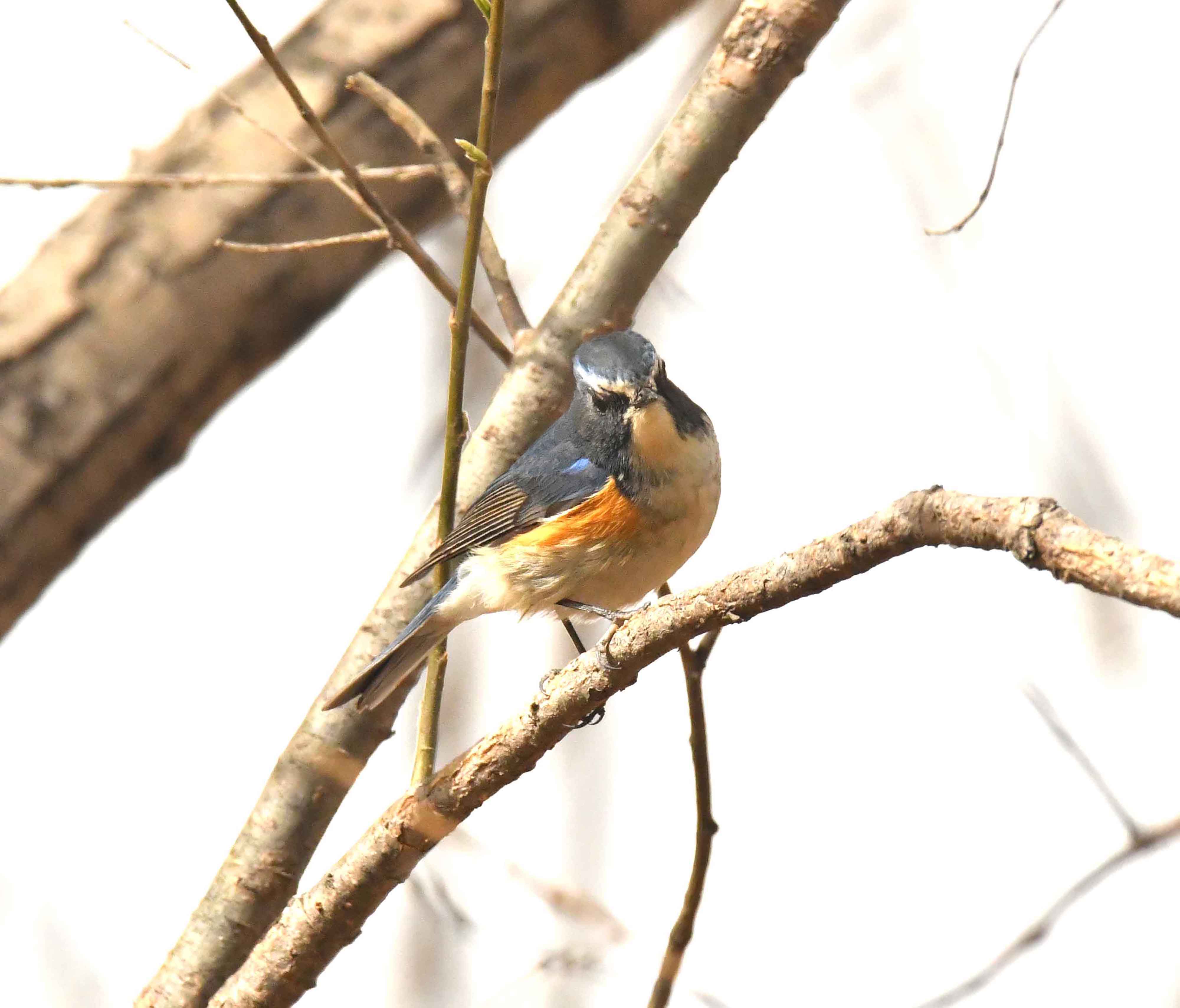 DSC_1204.JPG