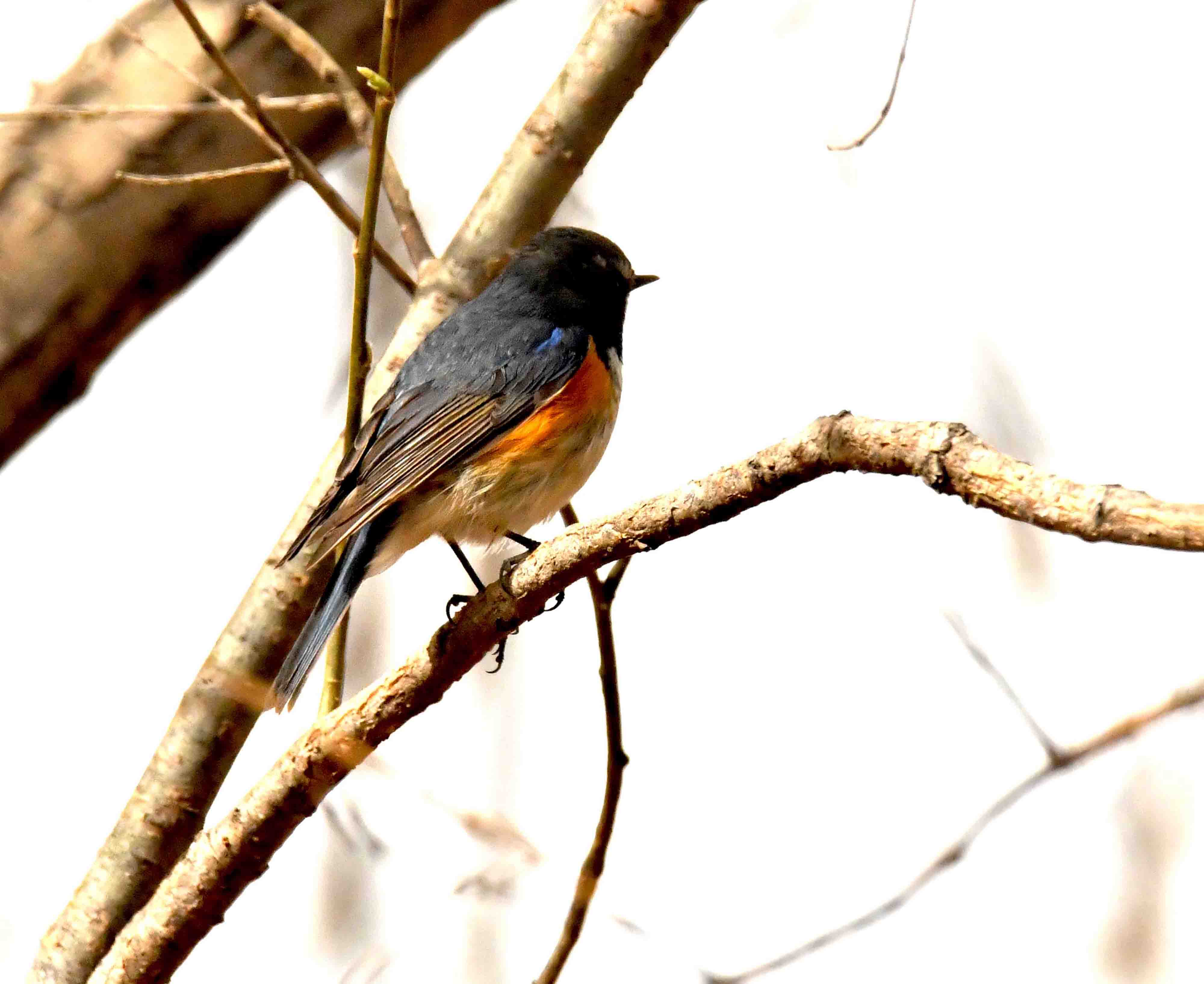 DSC_1219.JPG