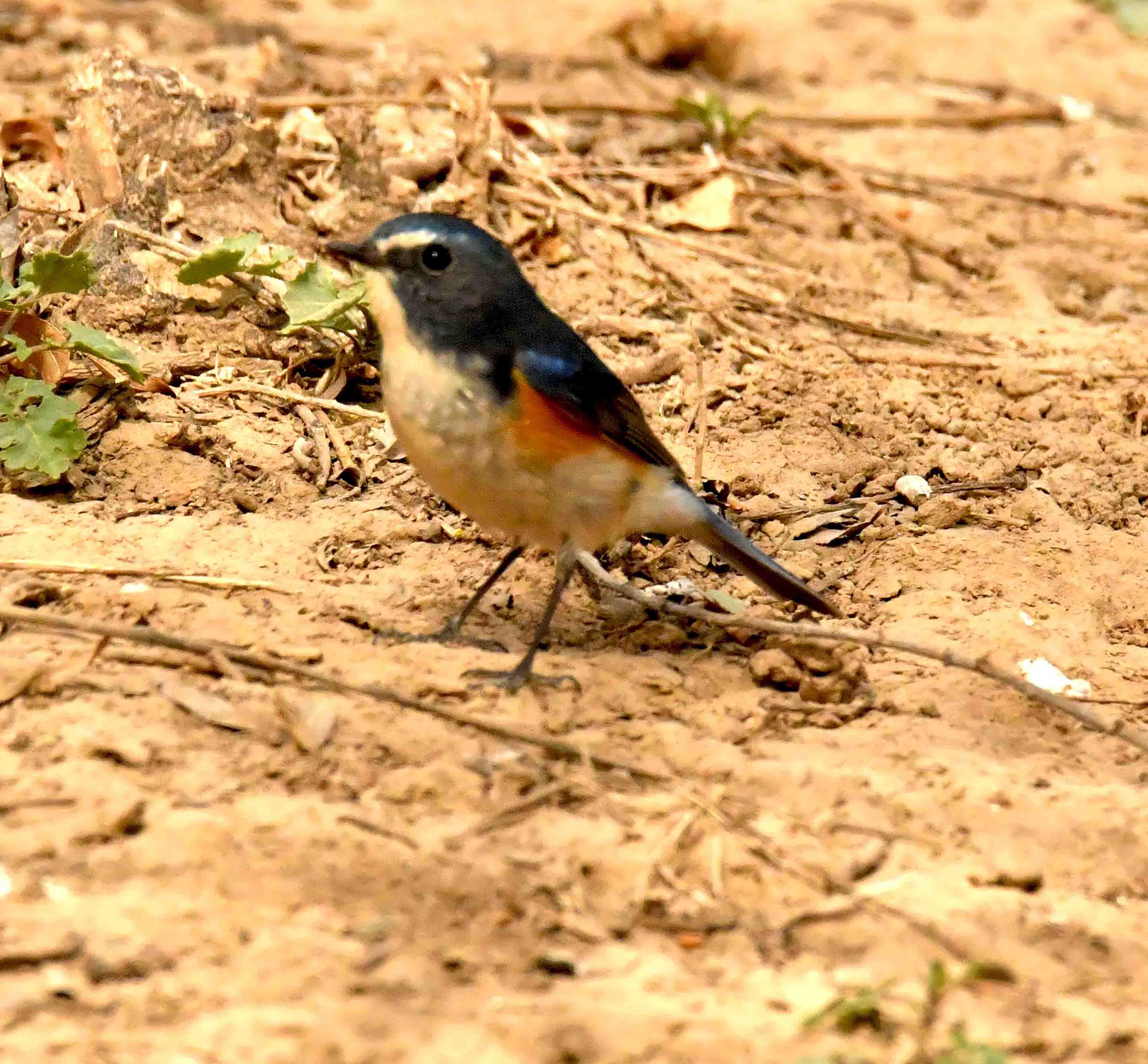 DSC_1243.JPG