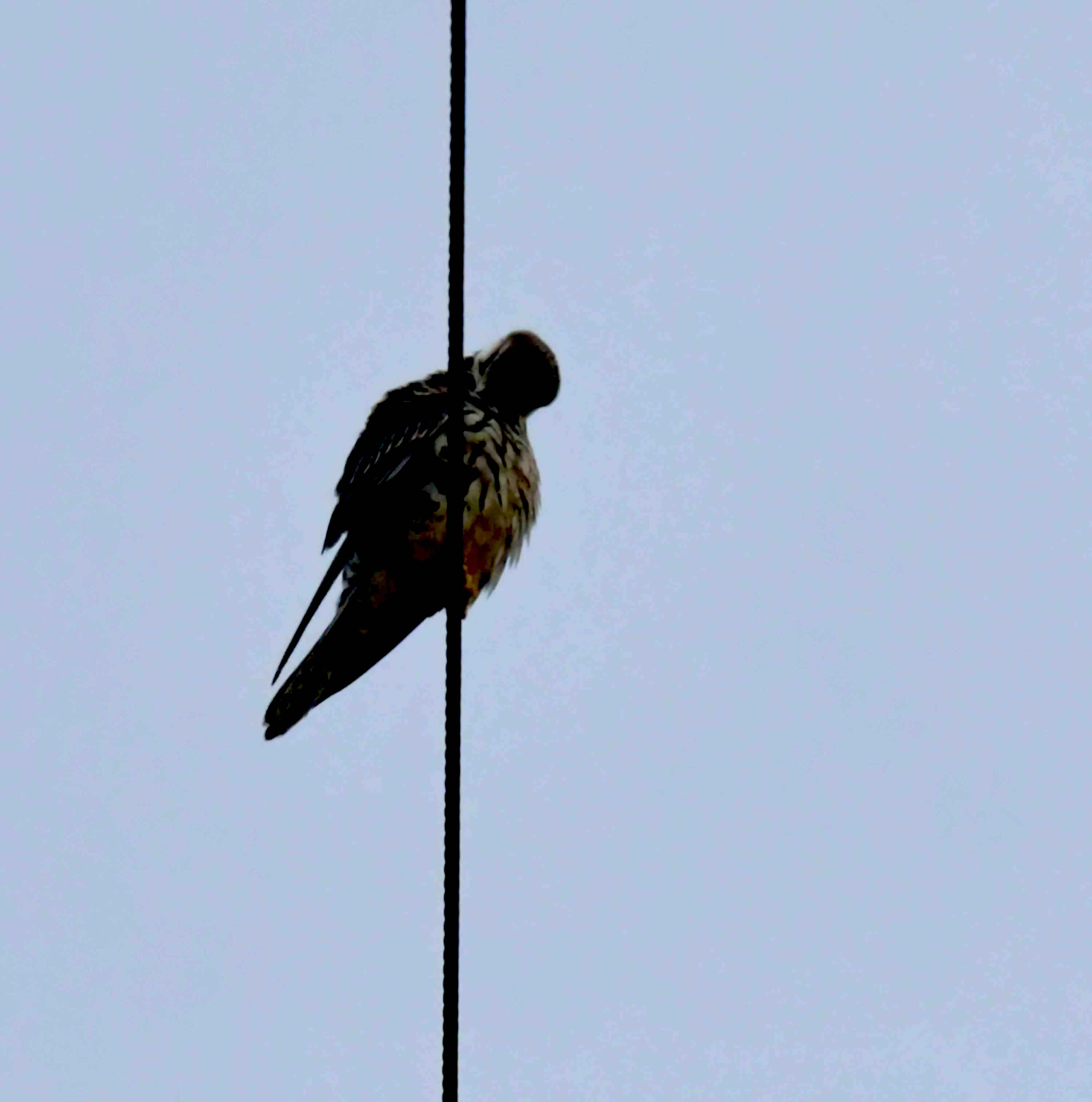 DSC_6075.JPG