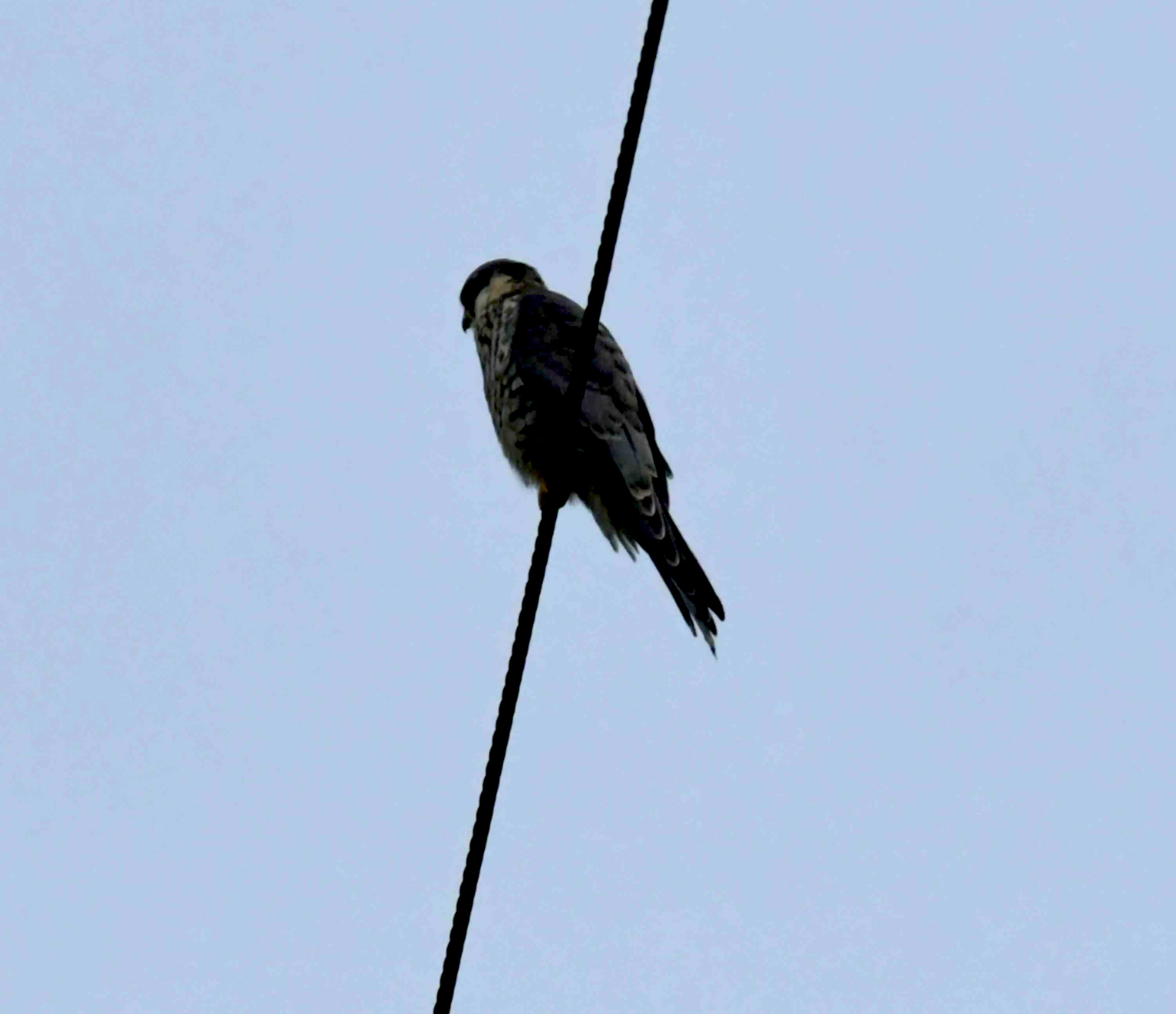 DSC_6080.JPG