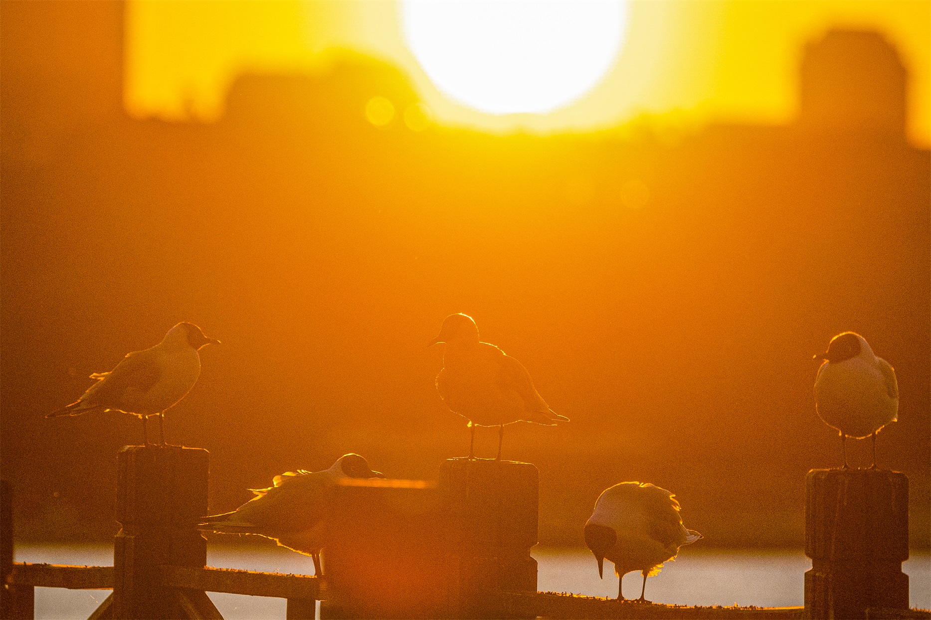 1K3A3885 ����1.jpg