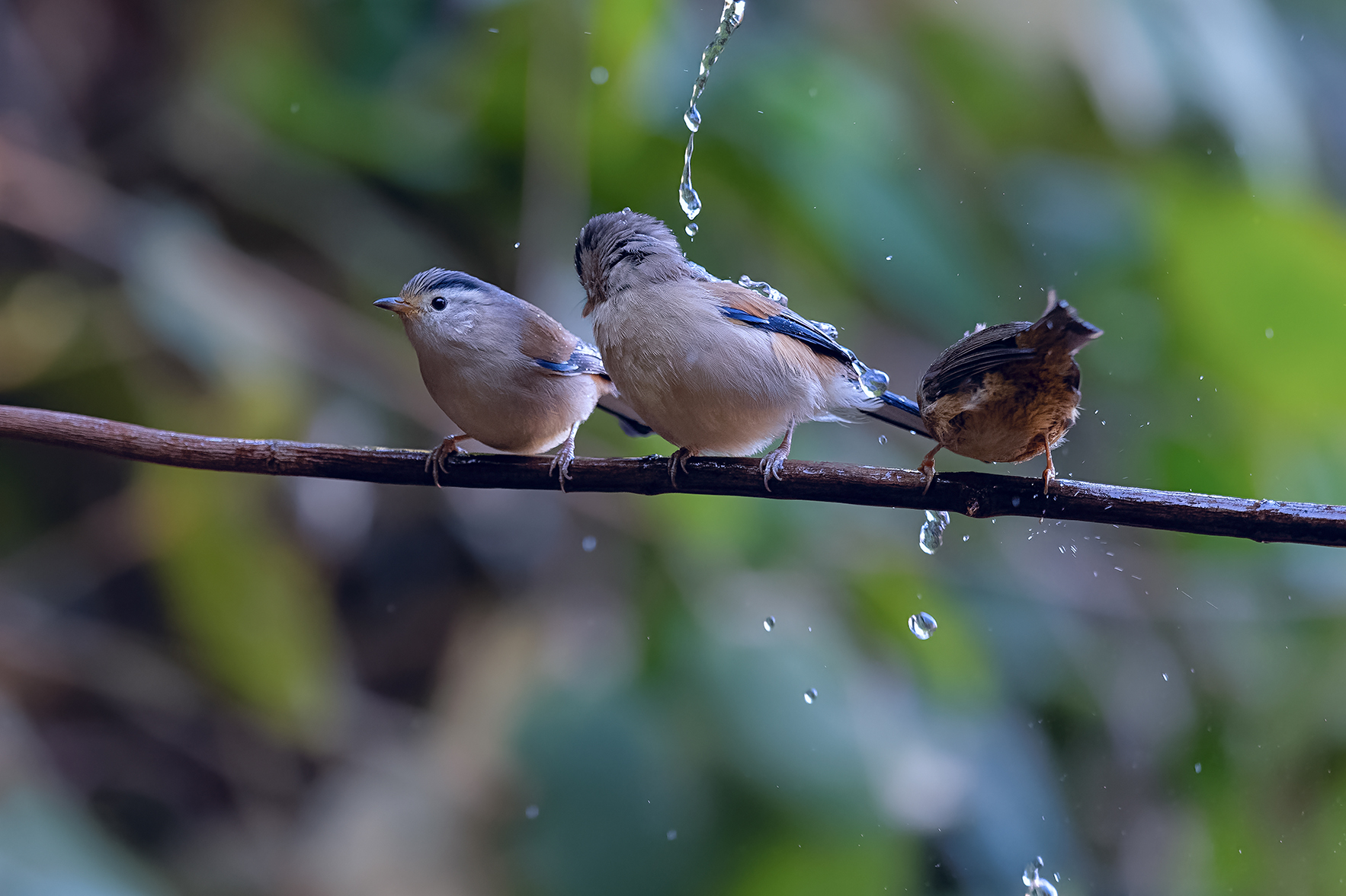 DSC_1868_DxOa.jpg
