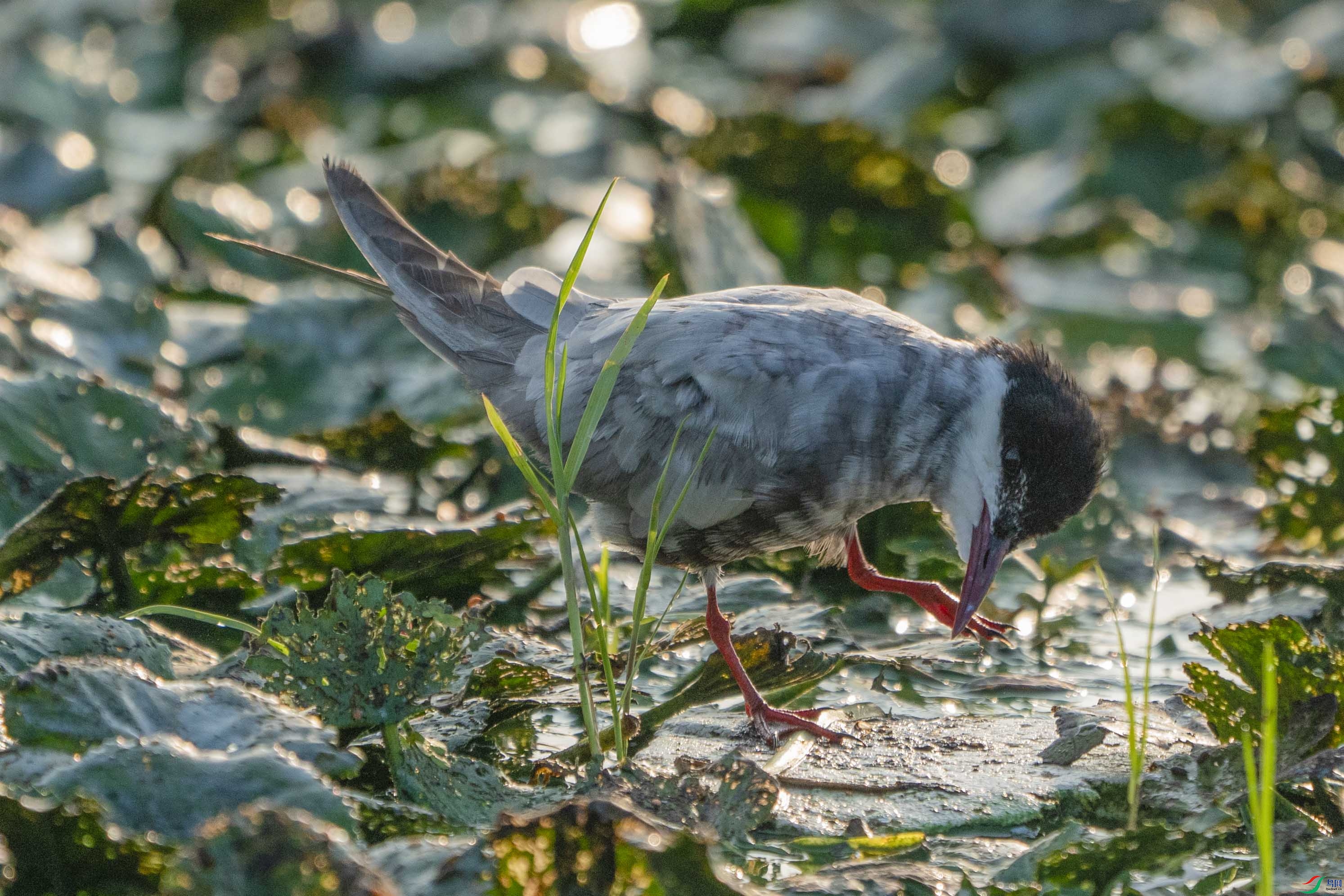 _DSC3515-.jpg