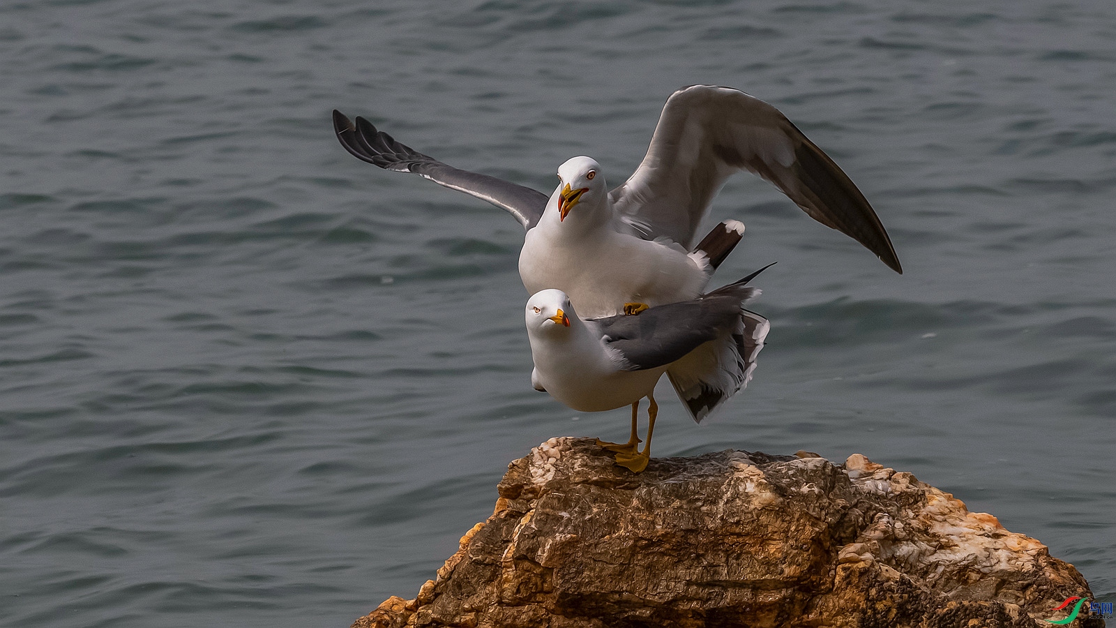 DSC_7407_����.jpg