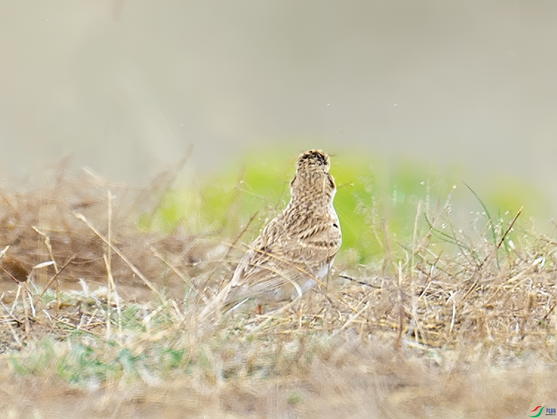 YJY_9450.jpg