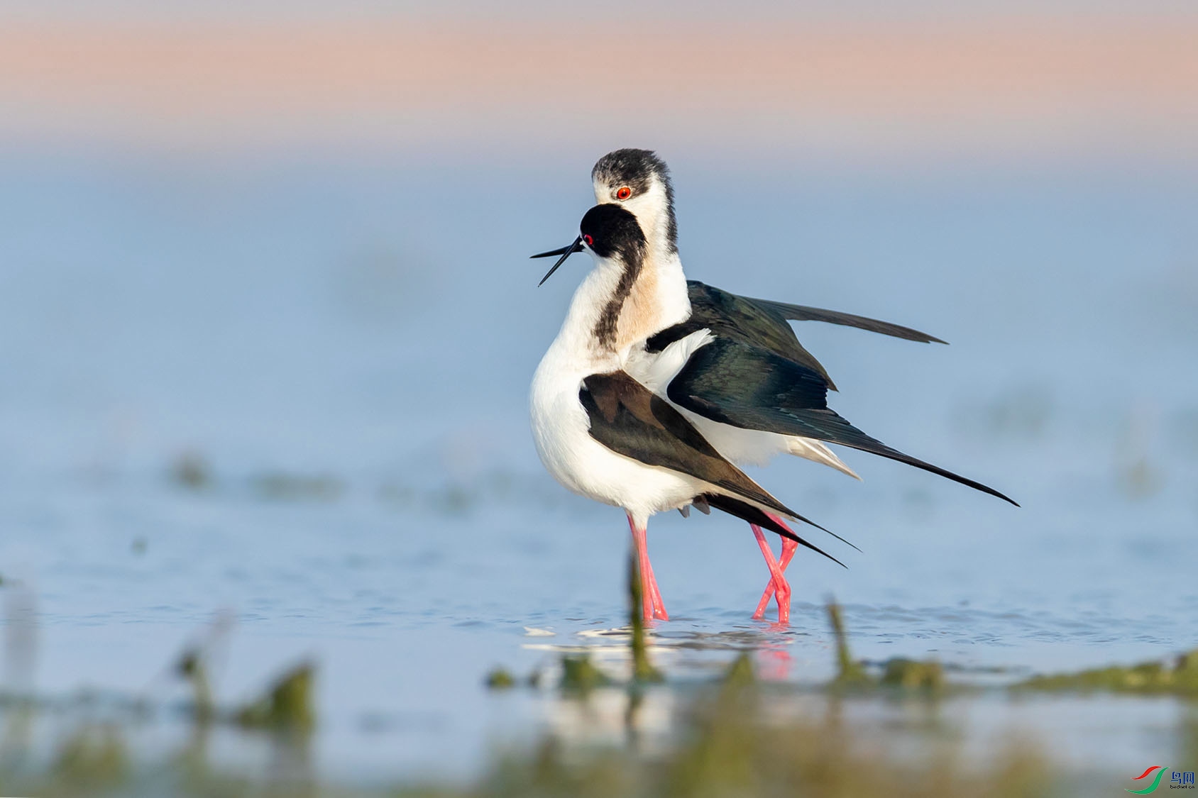 BP2I5675 ���� 2.jpg