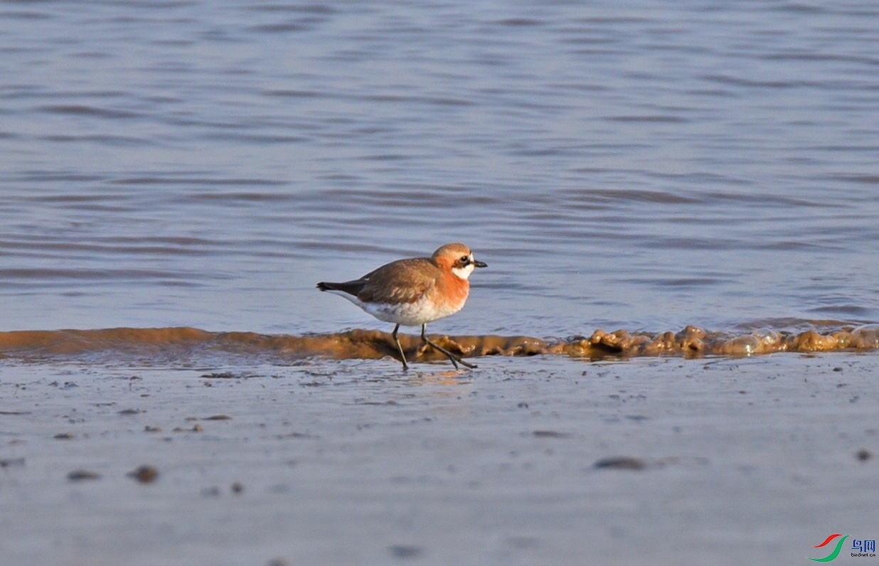 DSC_0423�ɹ�ɳ�a.jpg