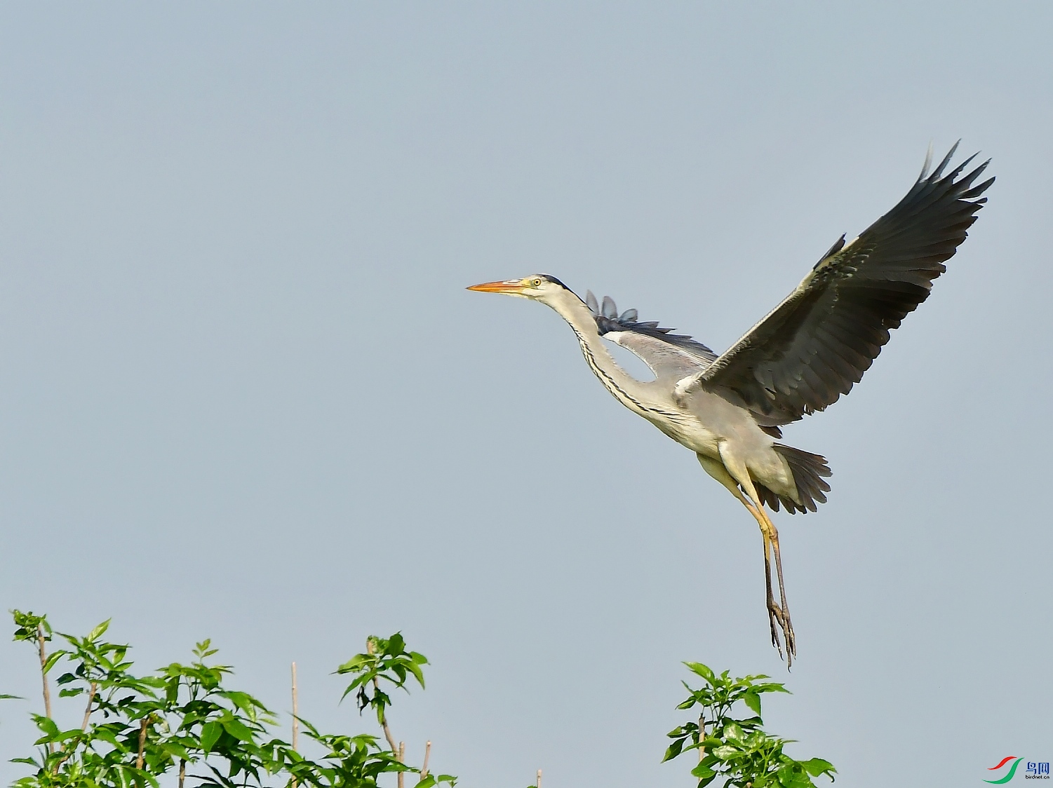 DSC_7033_conew1.jpg