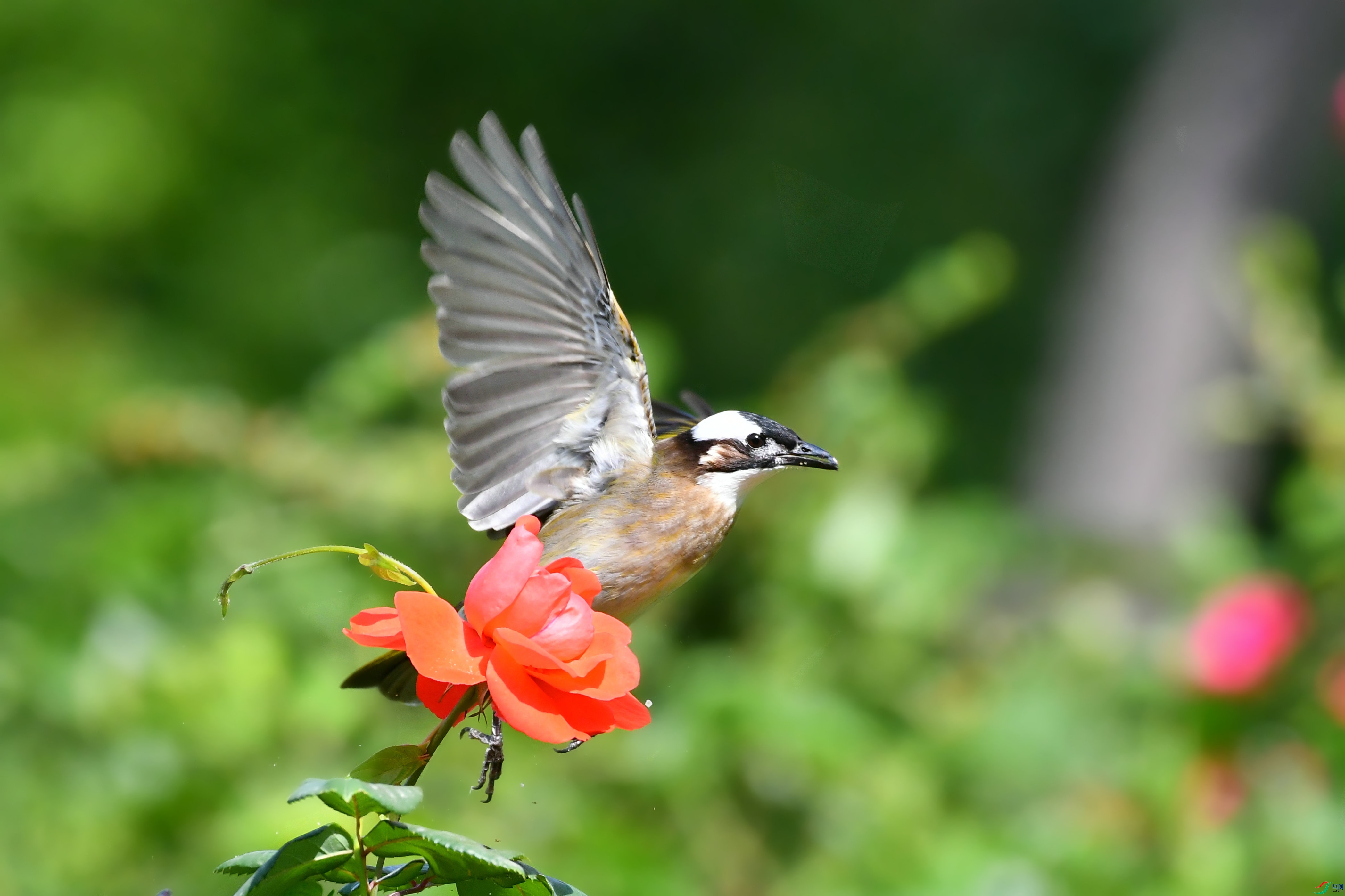 DSC_6476.JPG
