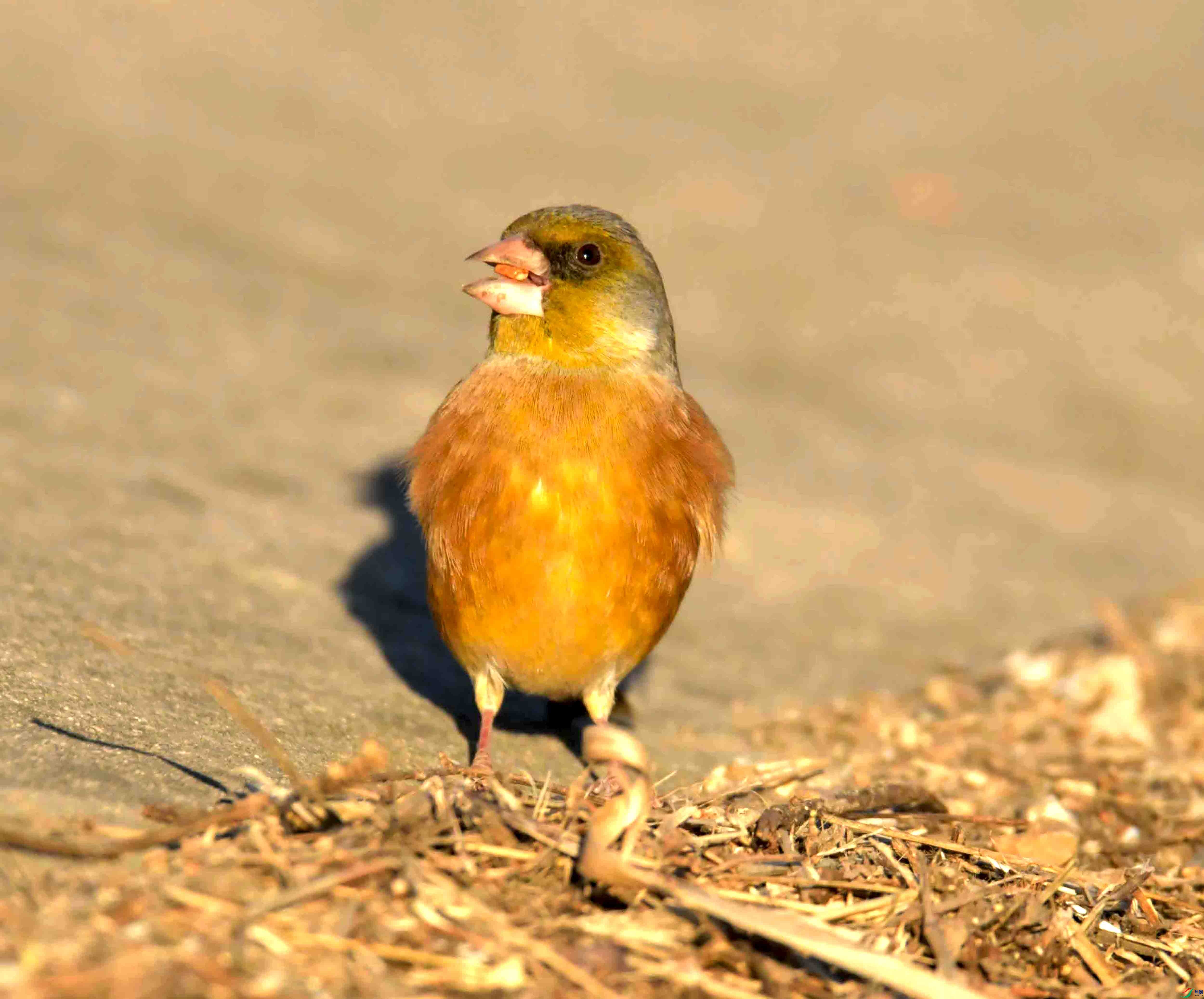 DSC_9775.JPG