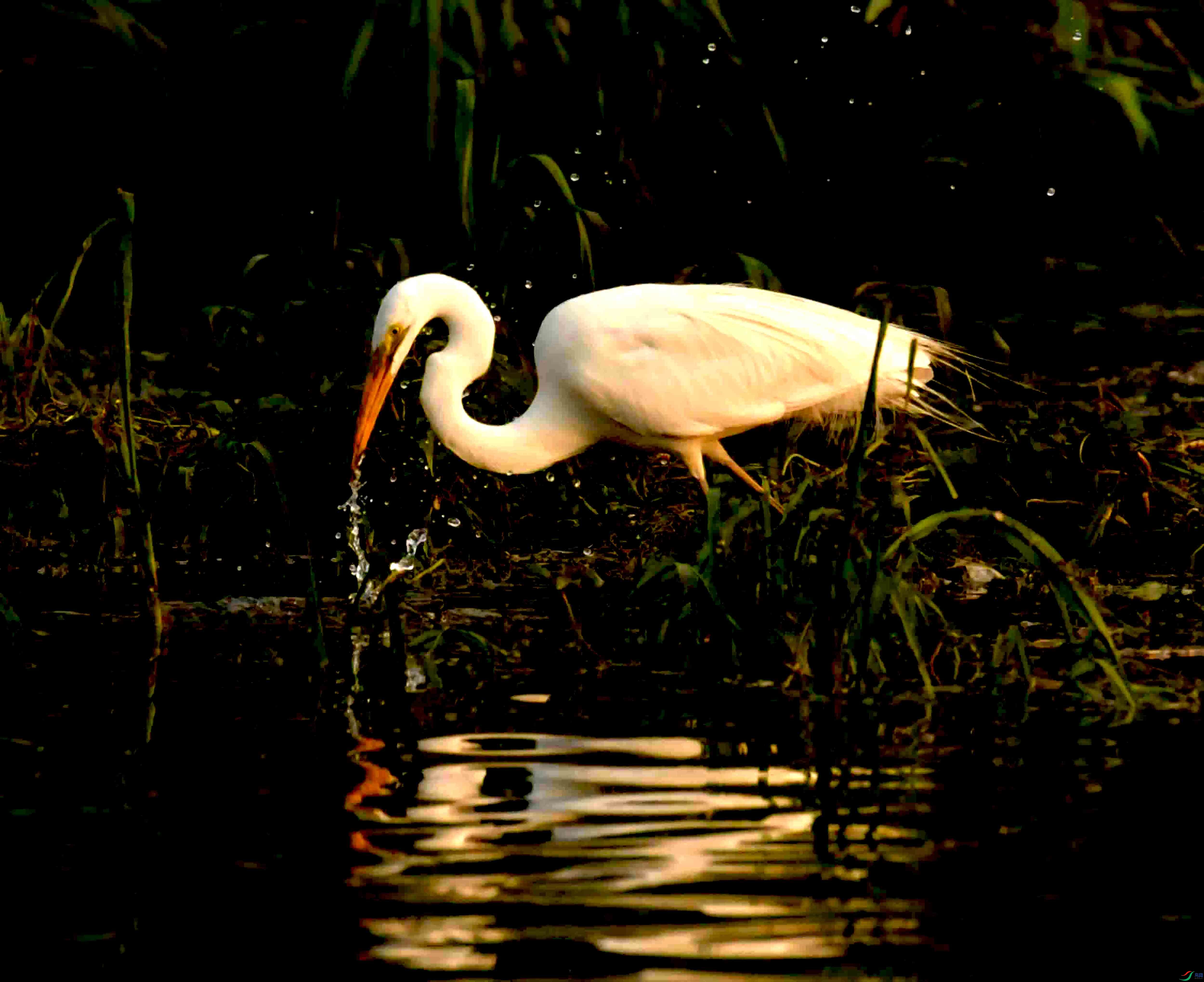 DSC_2733.JPG