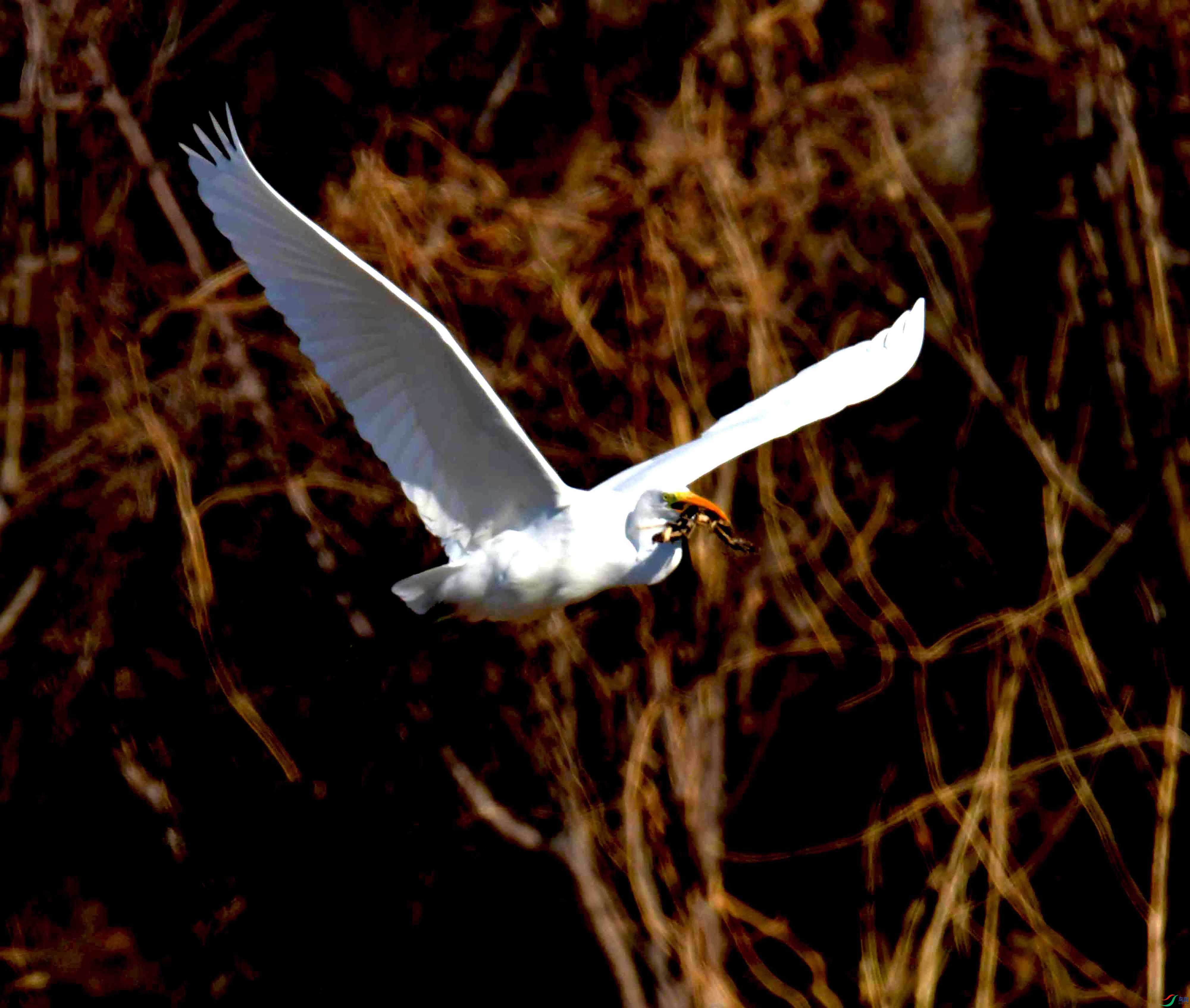 DSC_2735.JPG