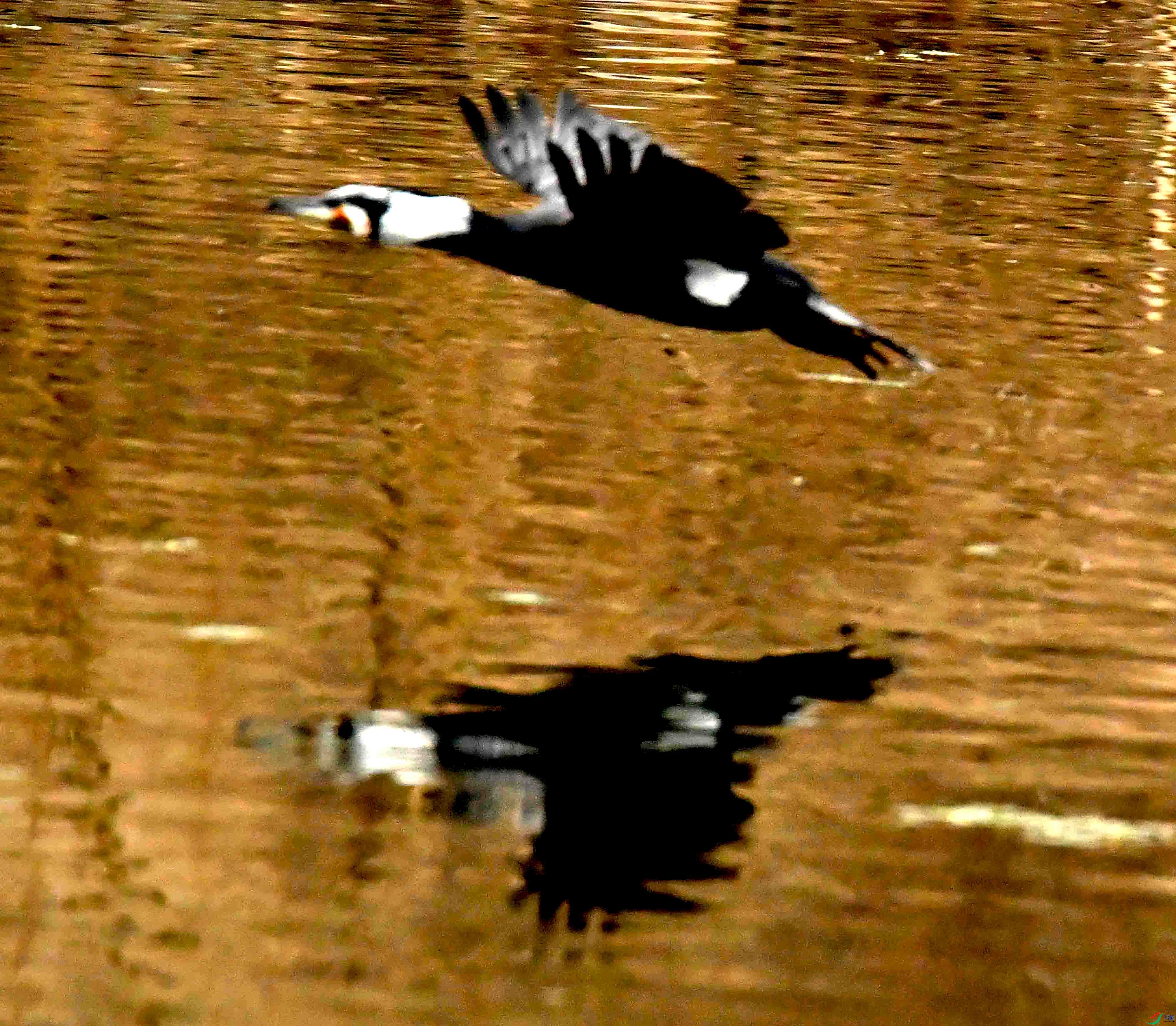 DSC_1461.JPG