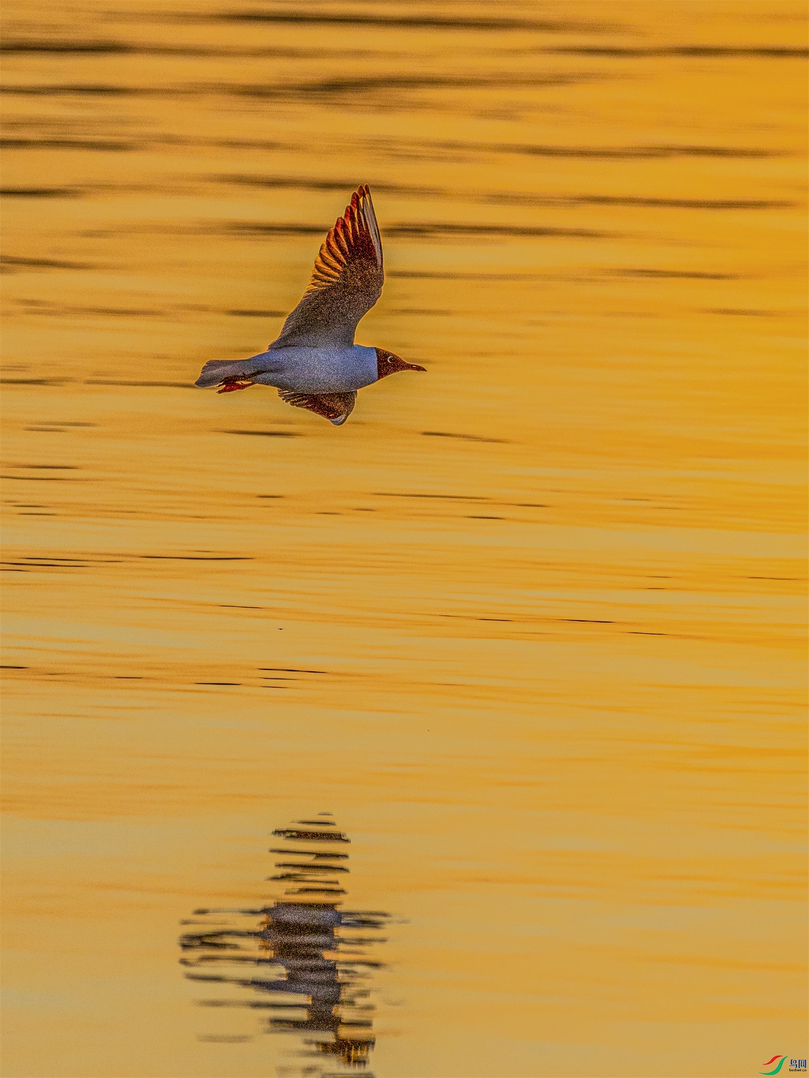 1K3A4590 ����1.jpg