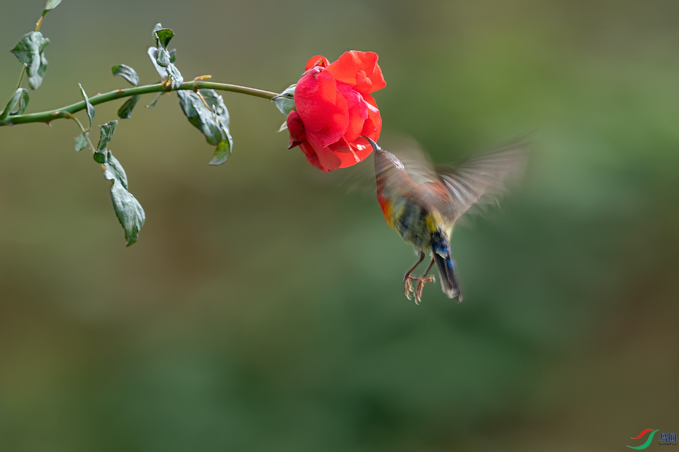 DSC_6406_DxOa.jpg
