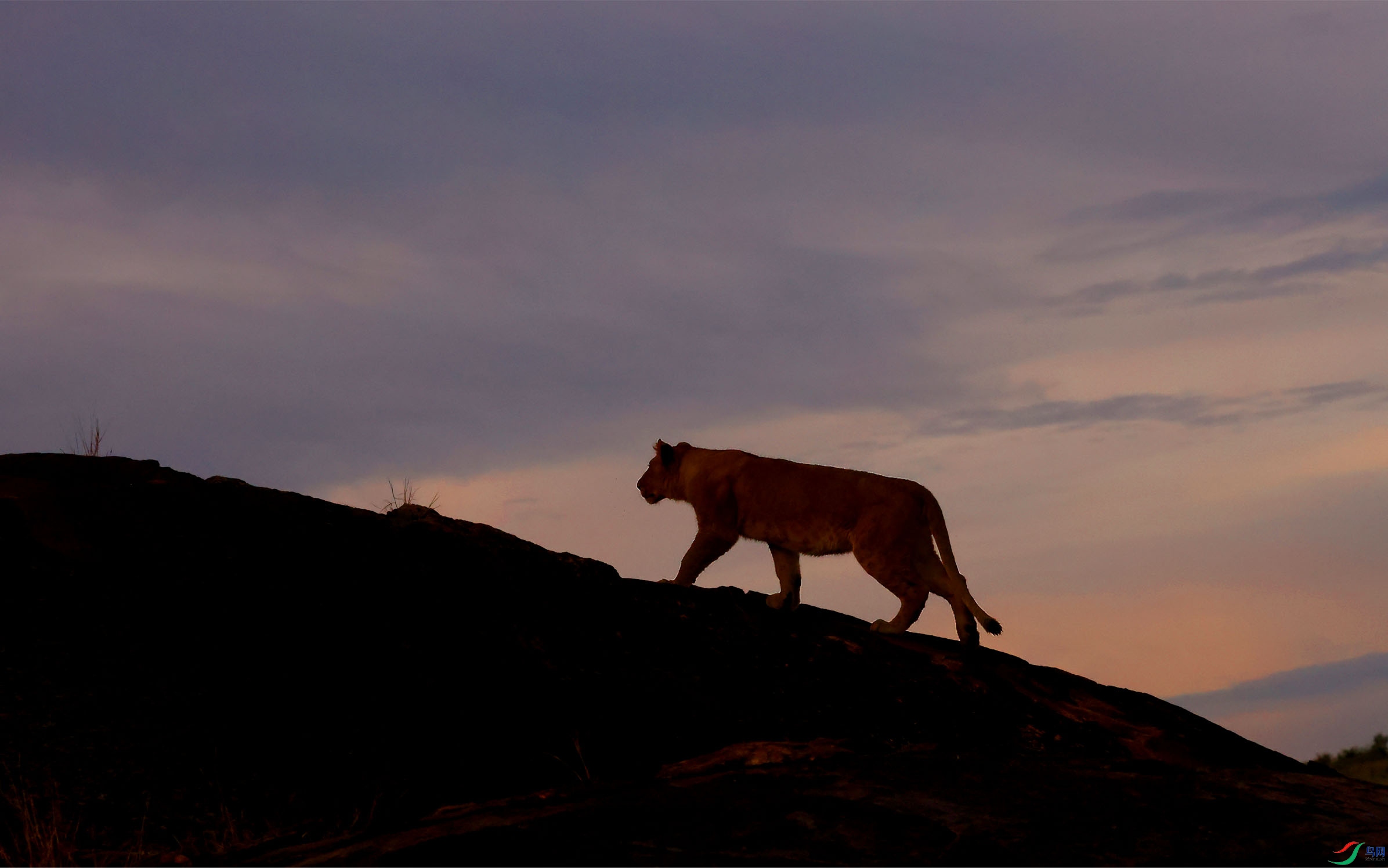 �ո����ѵĴ�ʨ�������� ����.jpg