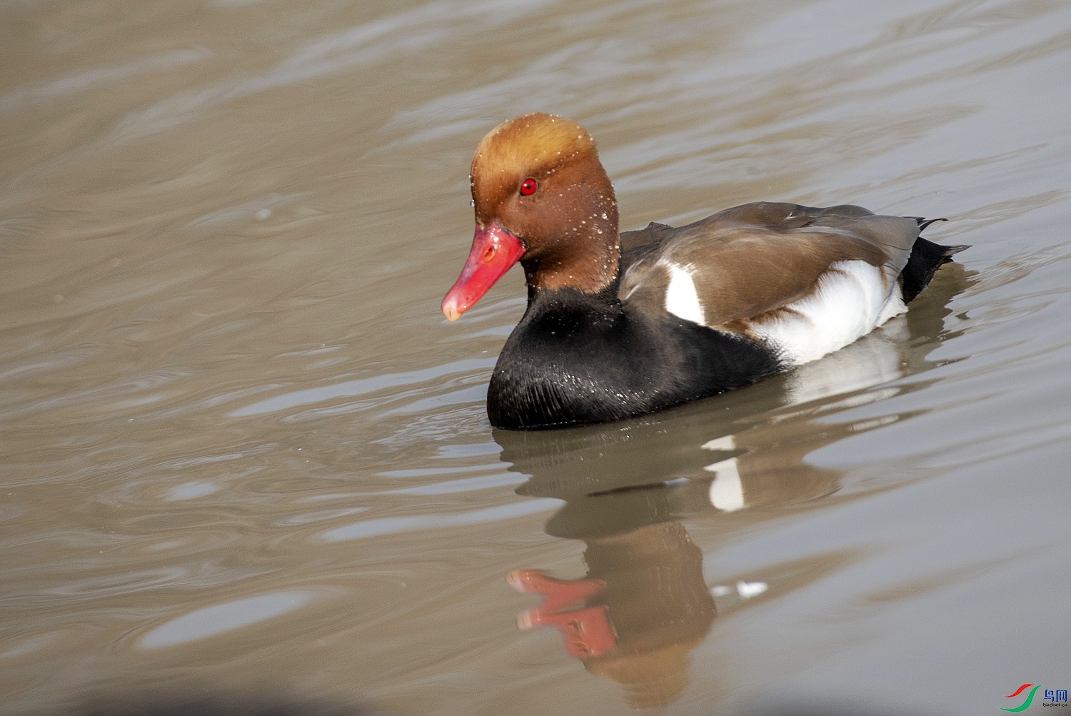 DSC_7831---_conew1.jpg
