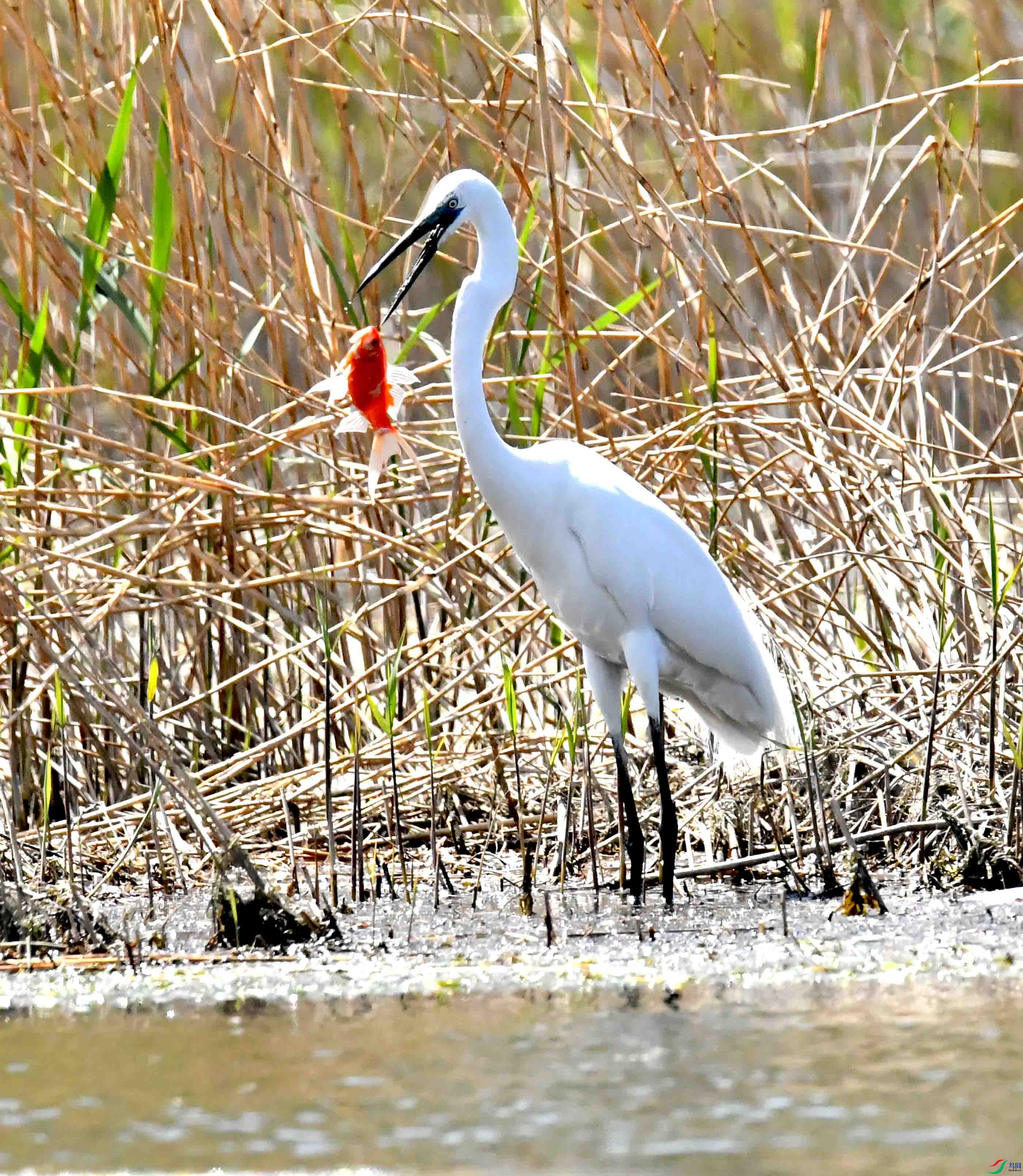DSC_7039.JPG