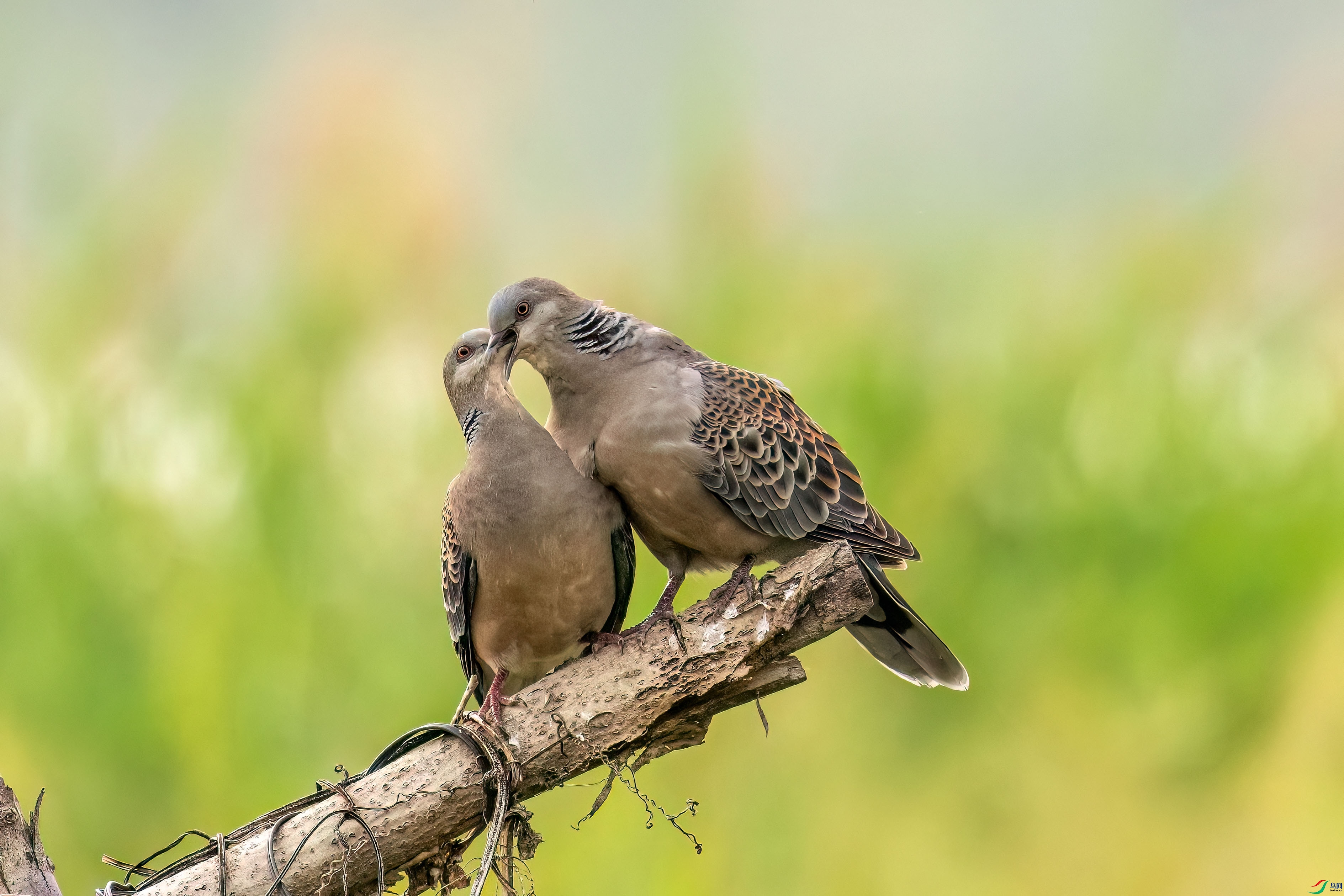 DSC_6351.jpg