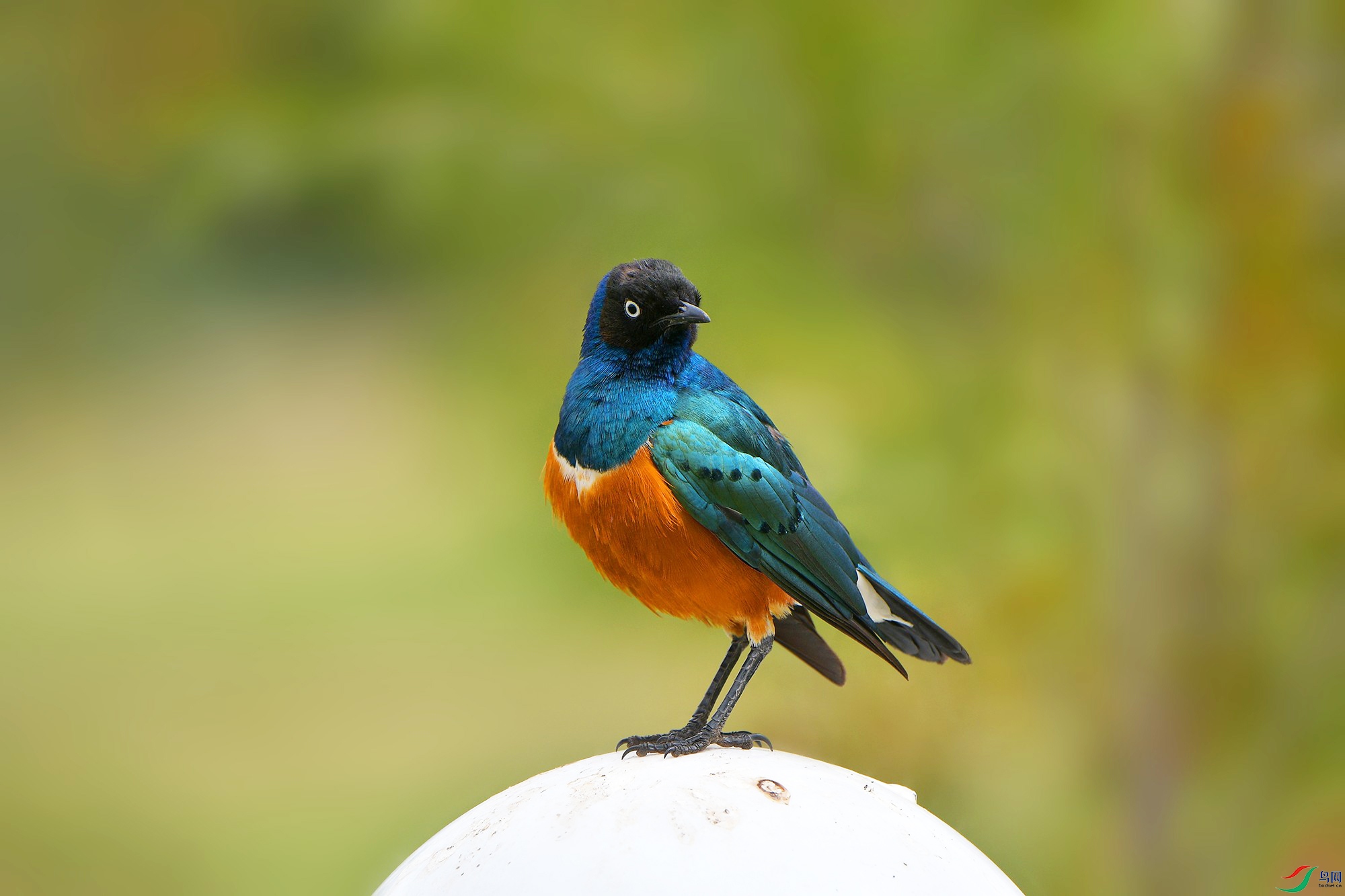DSC_8001_.jpg