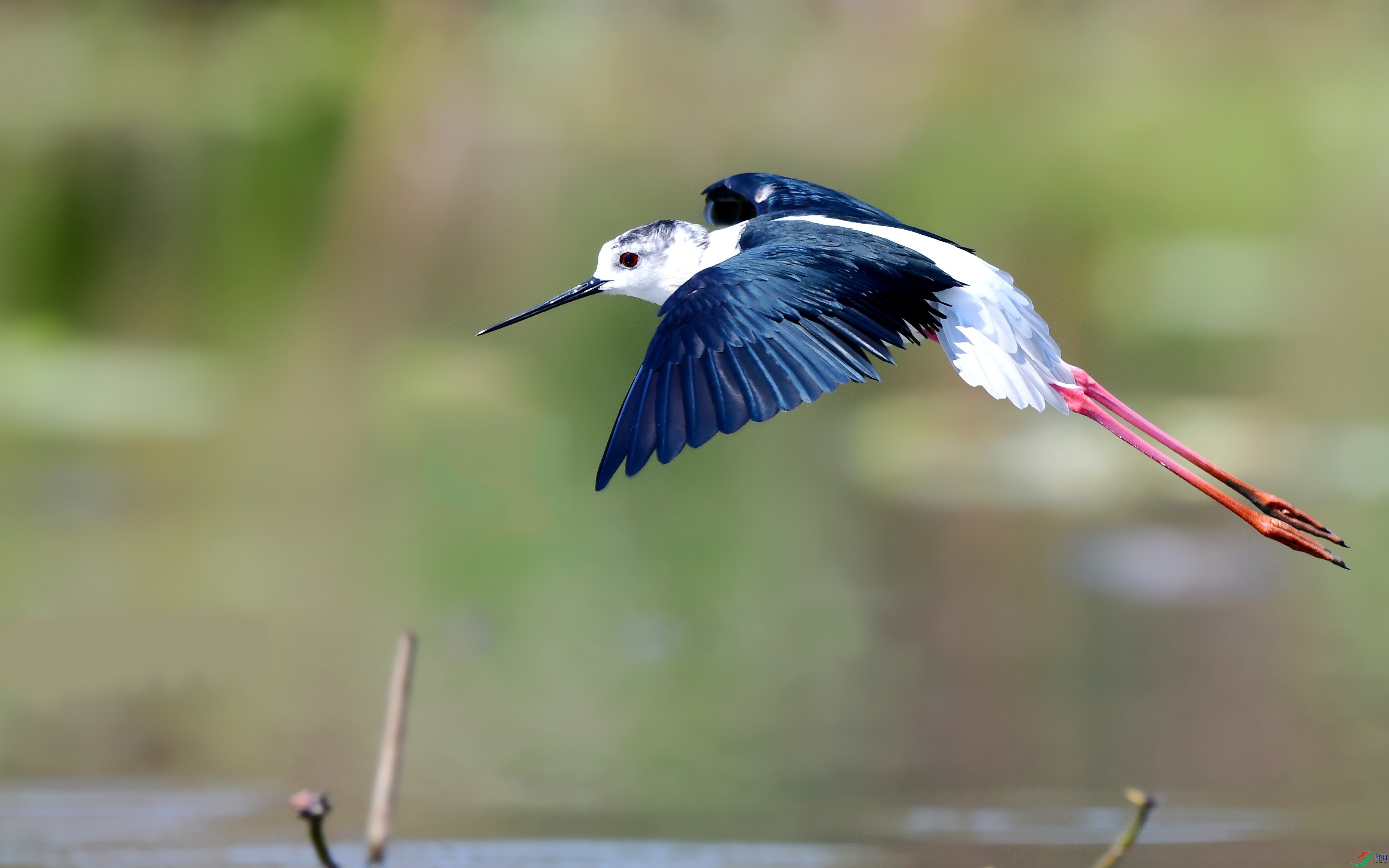 DSC_4675_conew4.jpg