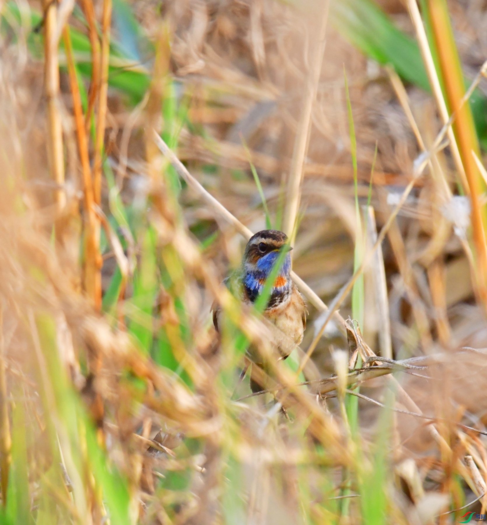 DSC_6110.jpg