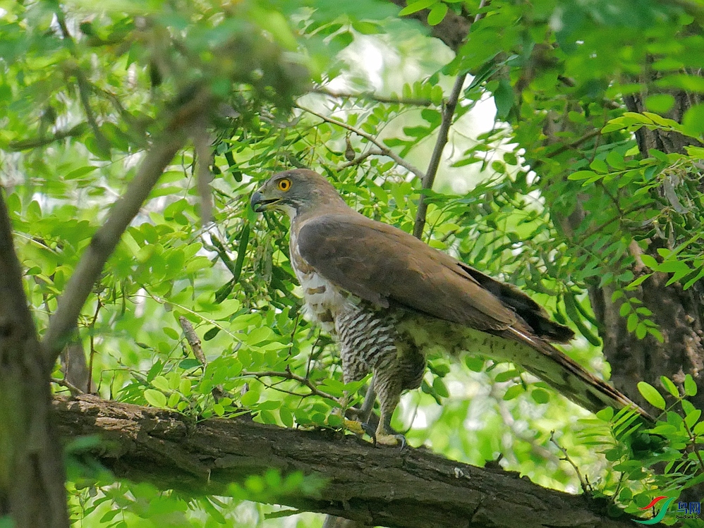 P9650224 - ���� (2).JPG