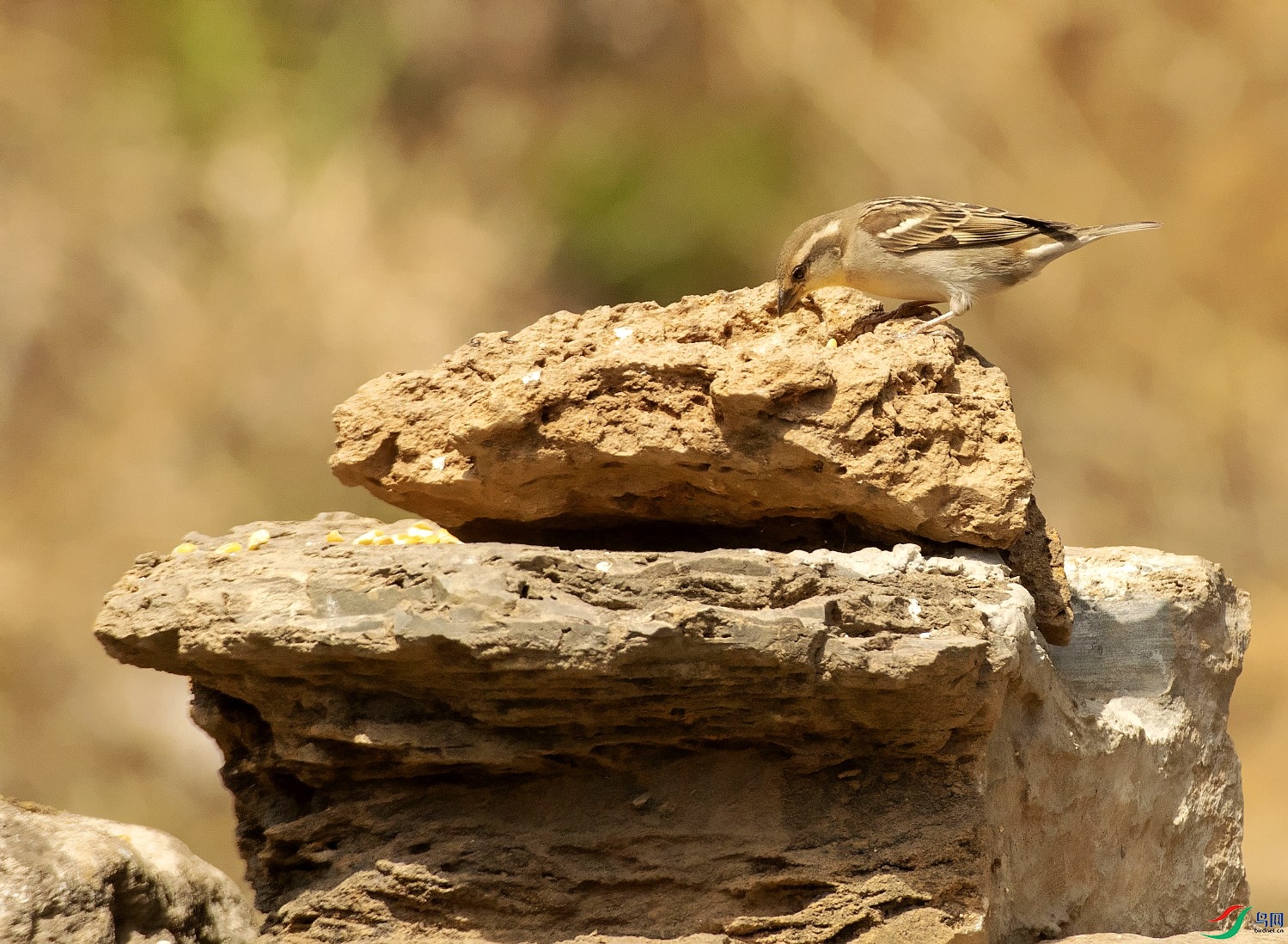 DSC_2090---_conew1.jpg