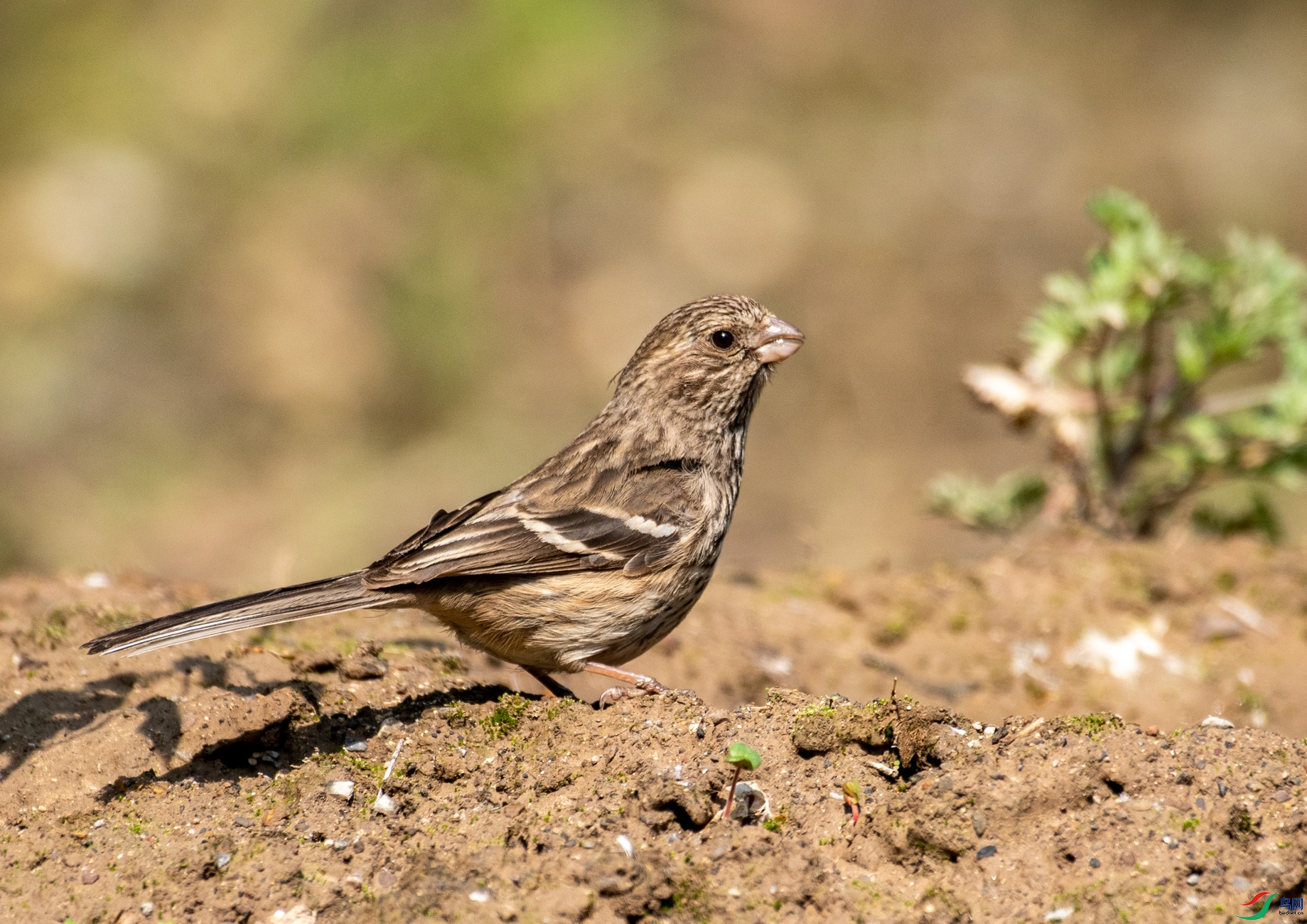 DSC_0518.jpg
