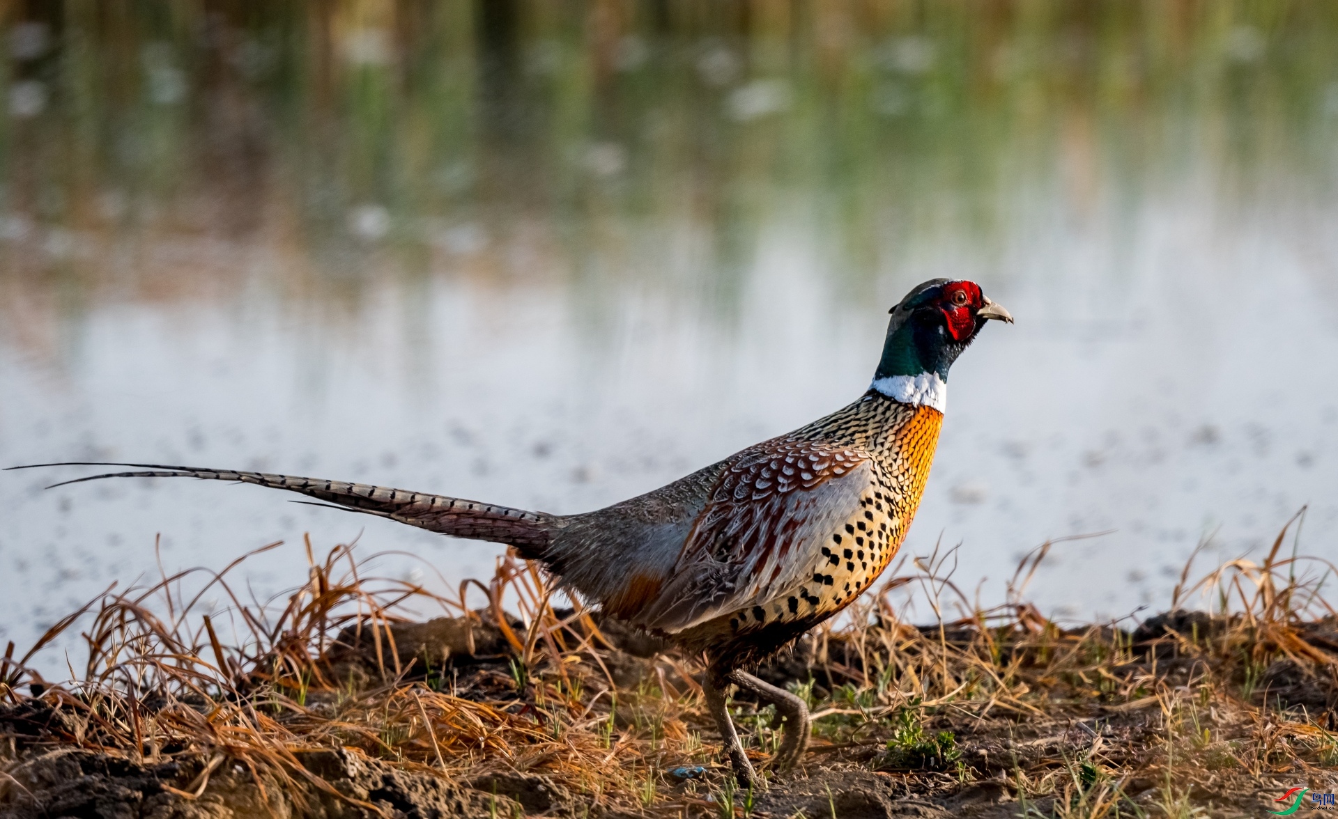 �����ں���