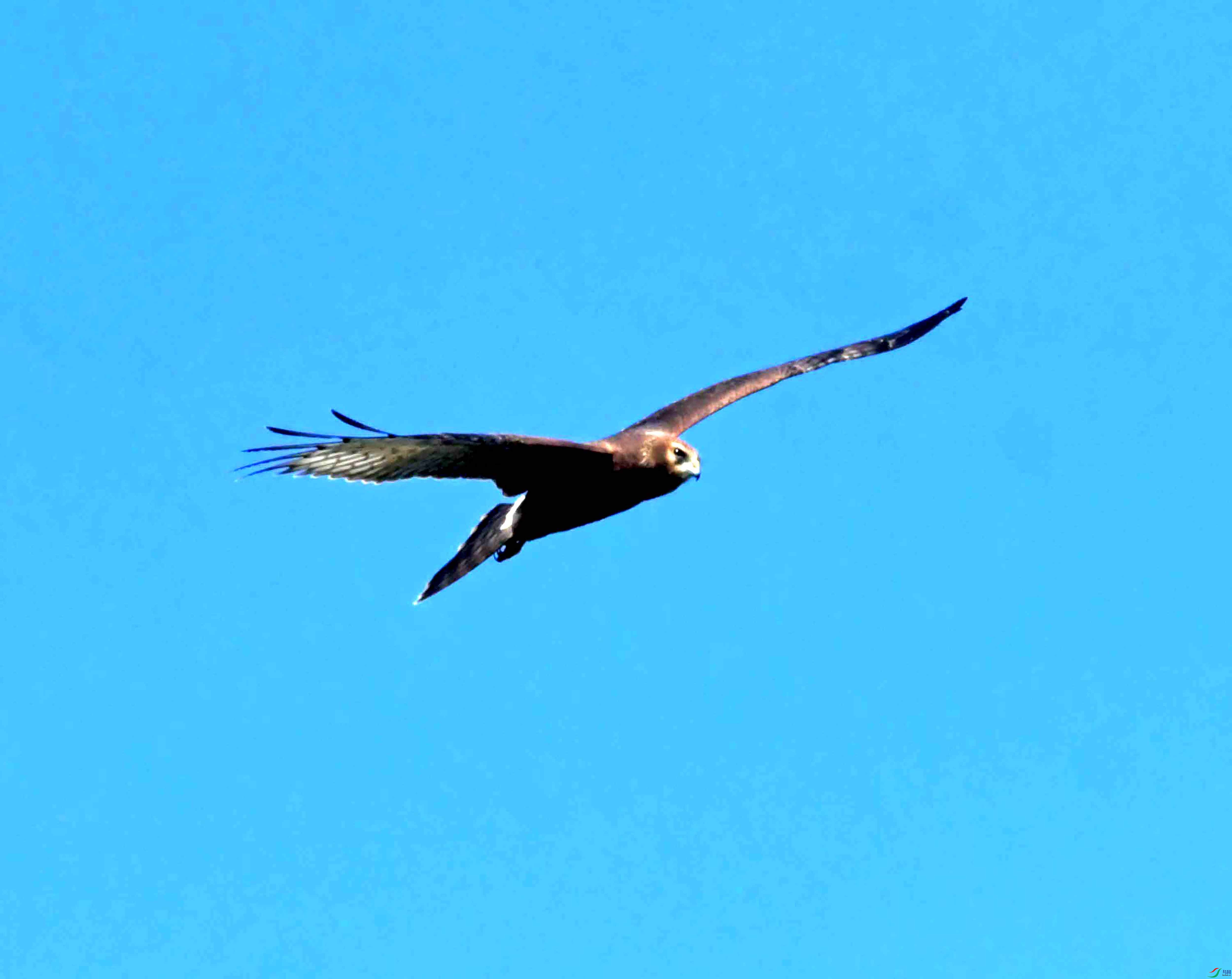 DSC_4250.JPG
