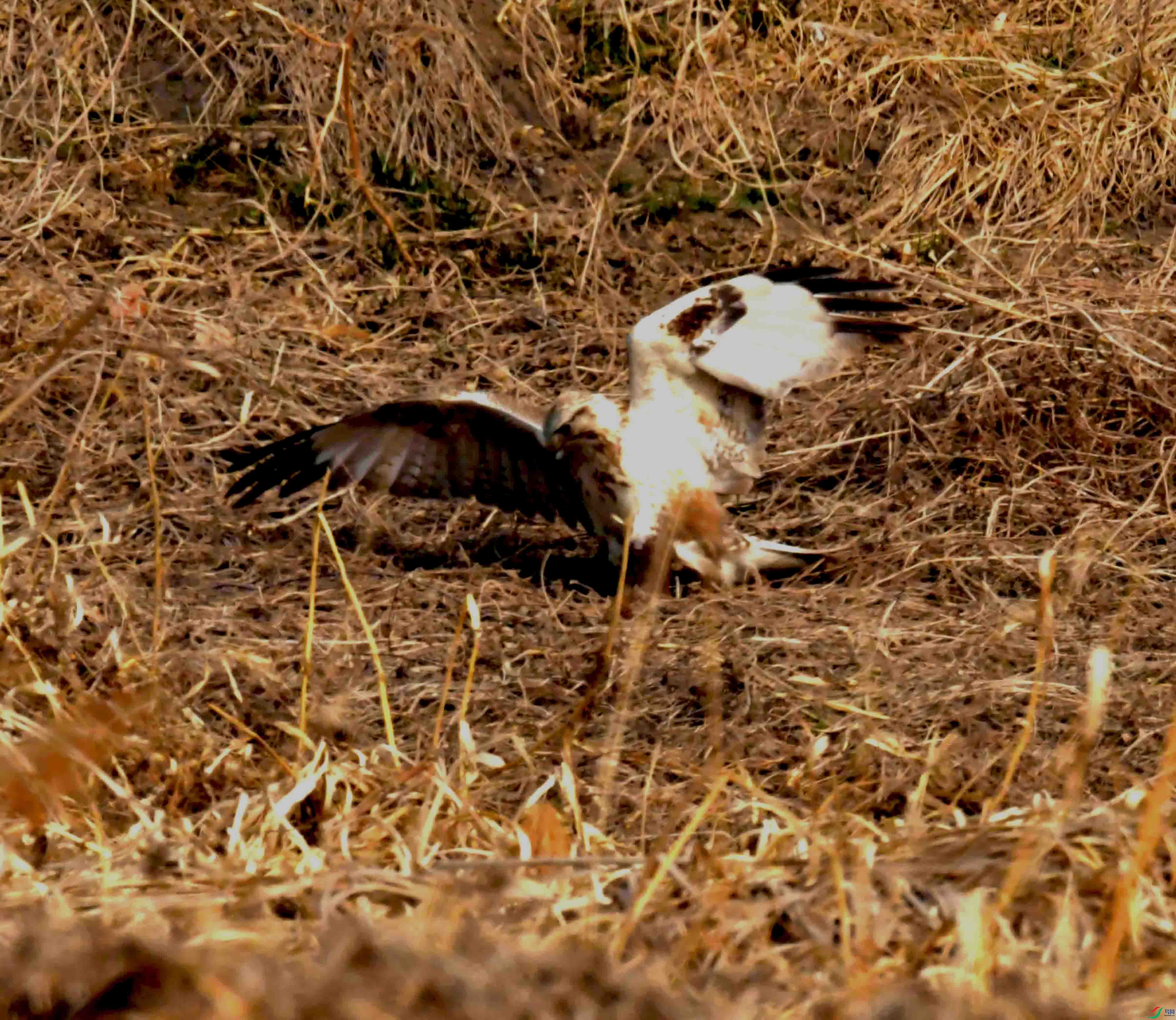 DSC_2167.JPG
